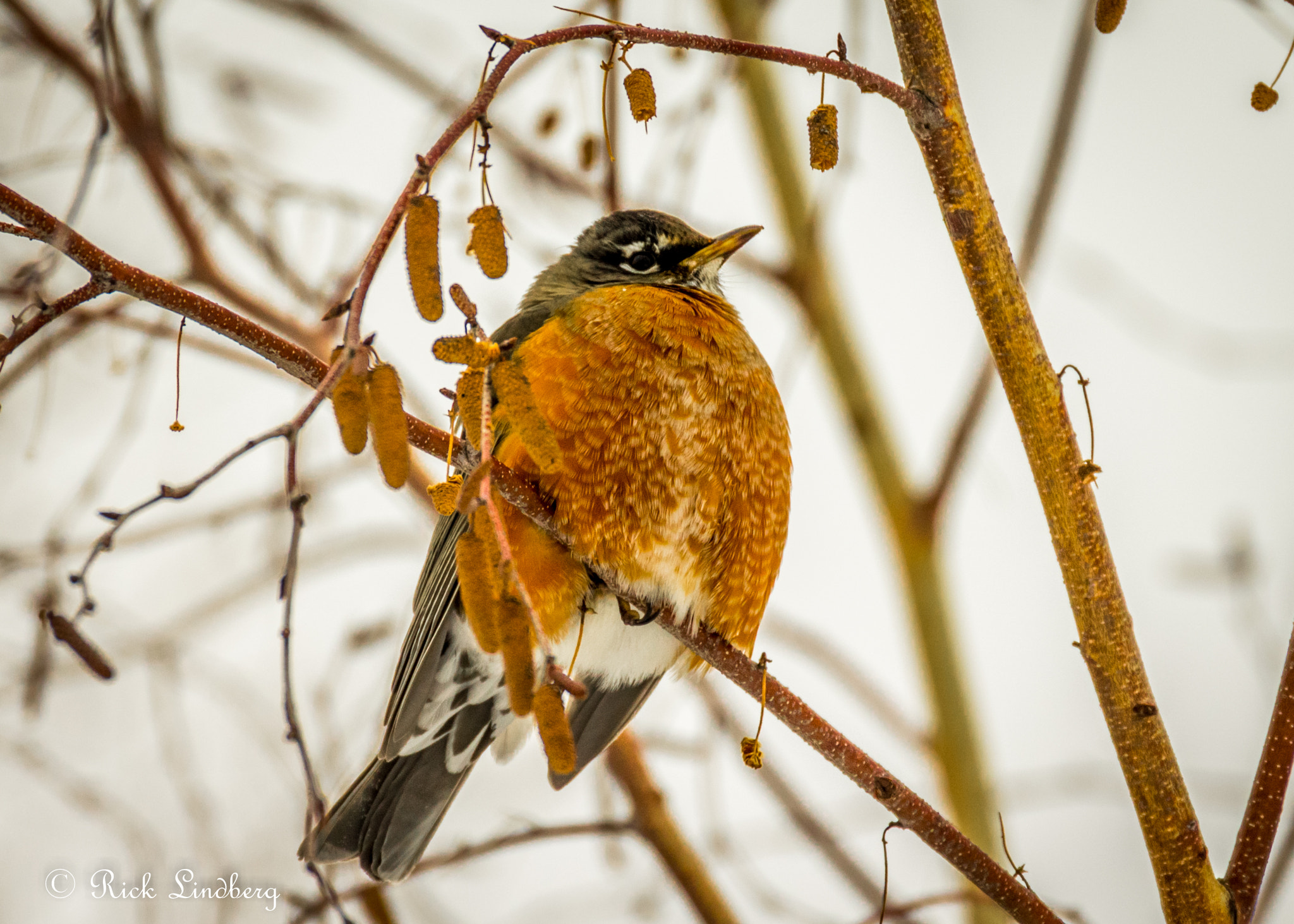 Pentax K-5 sample photo. Robin on birch photography