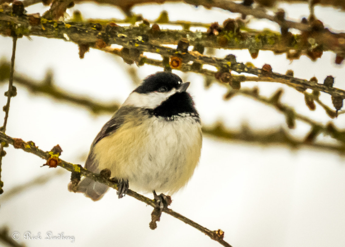 Pentax K-5 sample photo. Fluffed up photography
