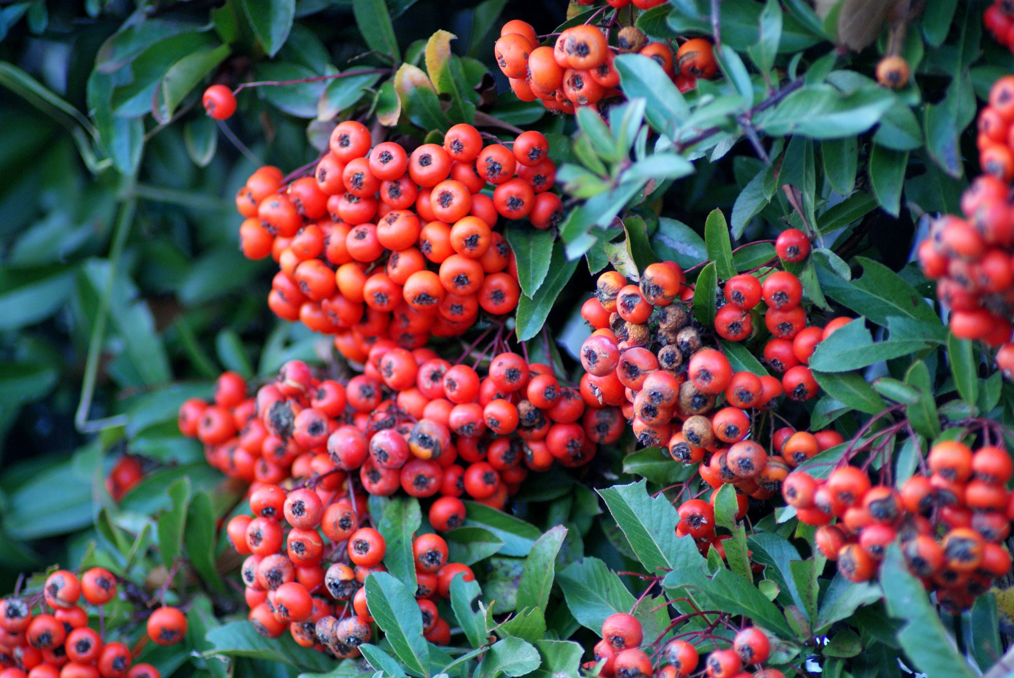 Sony Alpha DSLR-A330 sample photo. Red berries photography