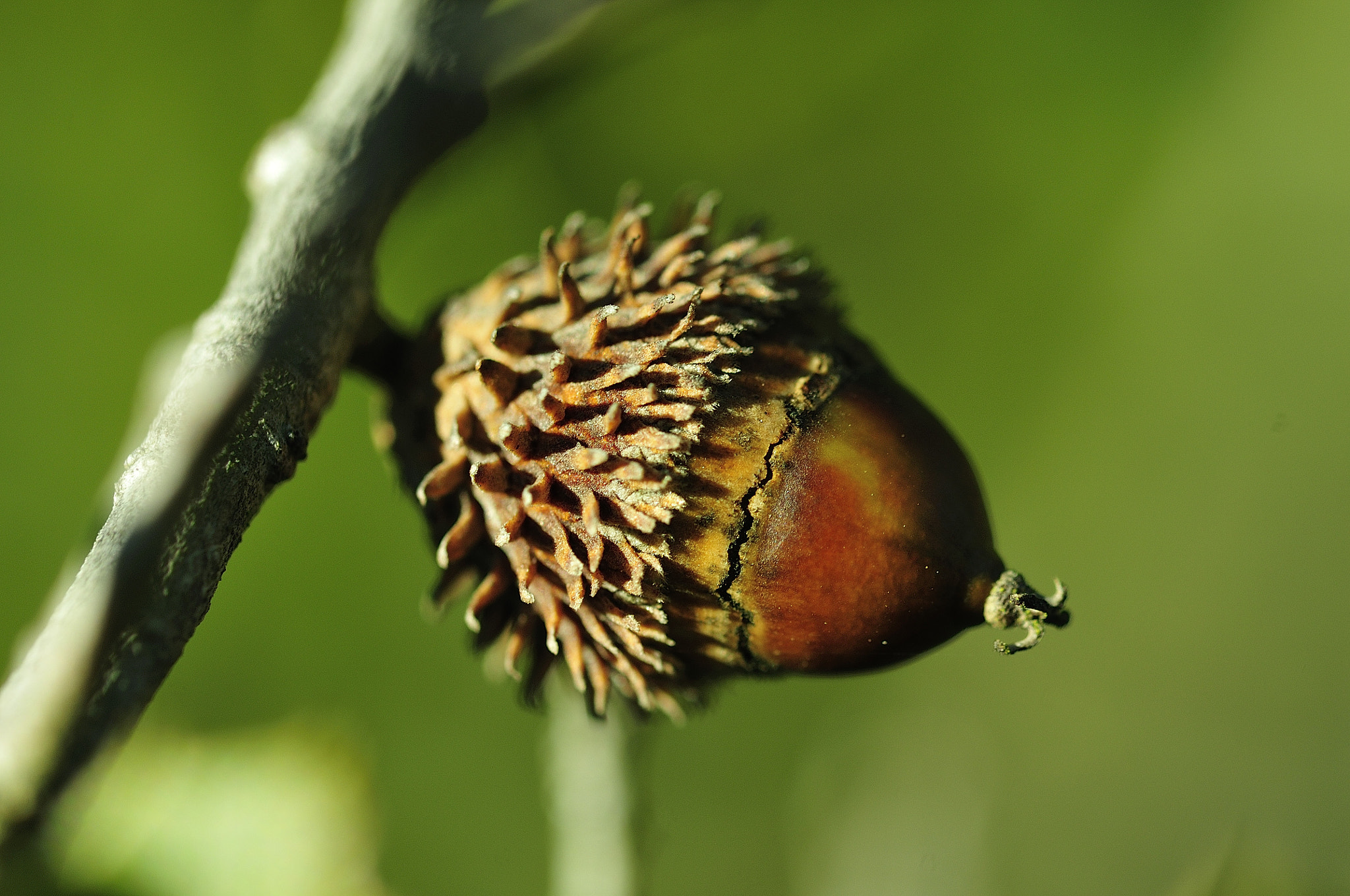 Sigma 105mm F2.8 EX DG OS HSM sample photo. Bellota photography