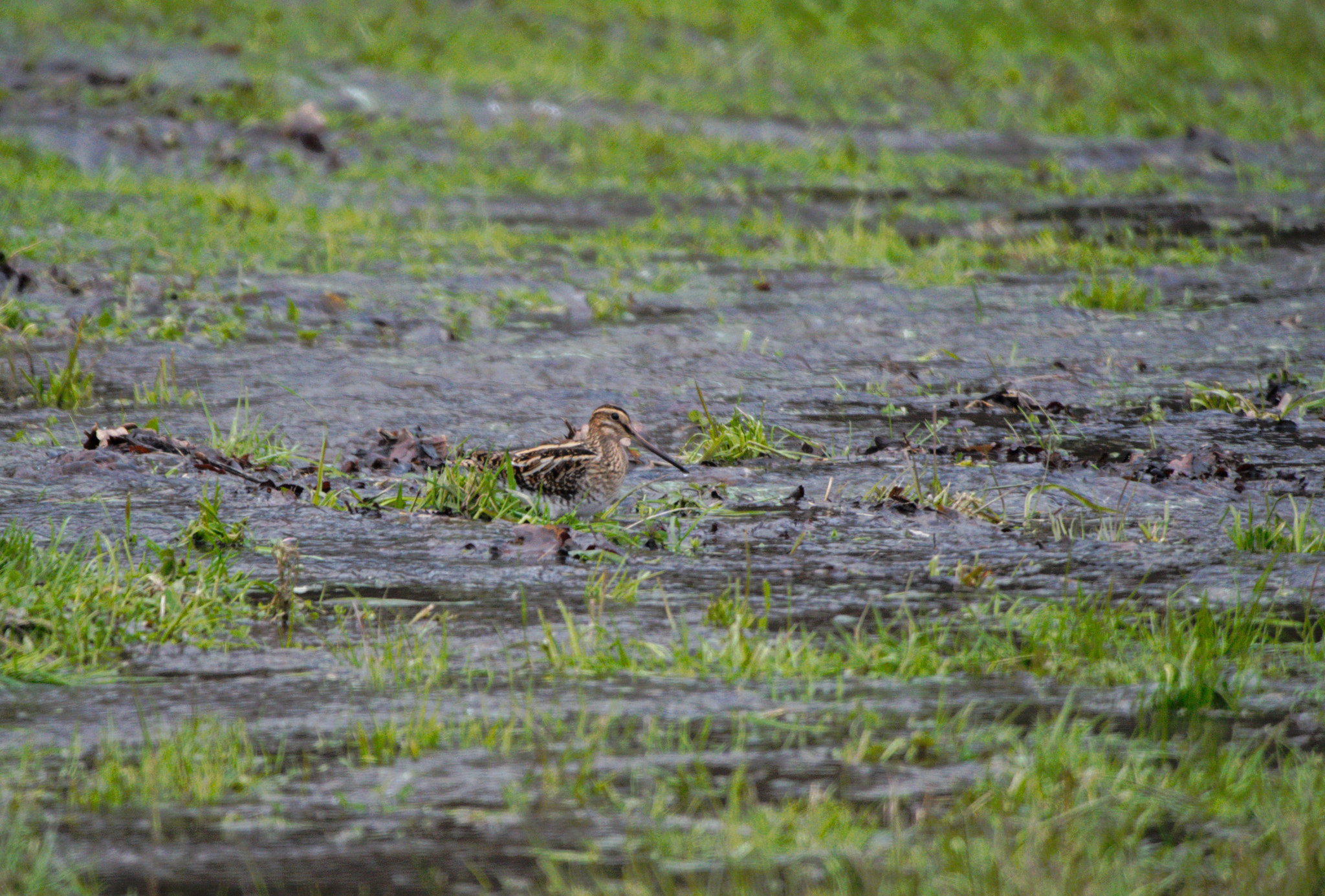 Olympus OM-D E-M5 II + LEICA DG 100-400/F4.0-6.3 sample photo