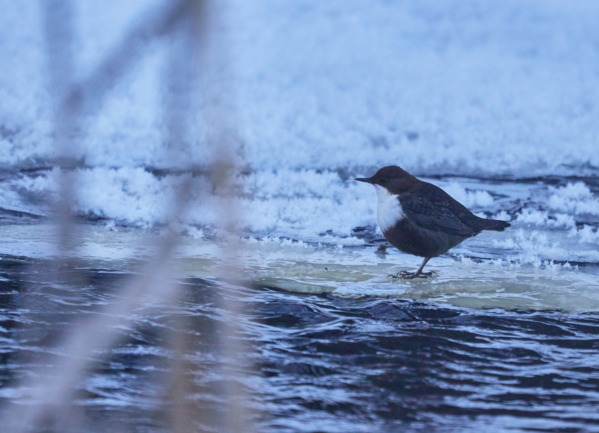 Canon EF 100-400mm F4.5-5.6L IS USM sample photo. Aja photography