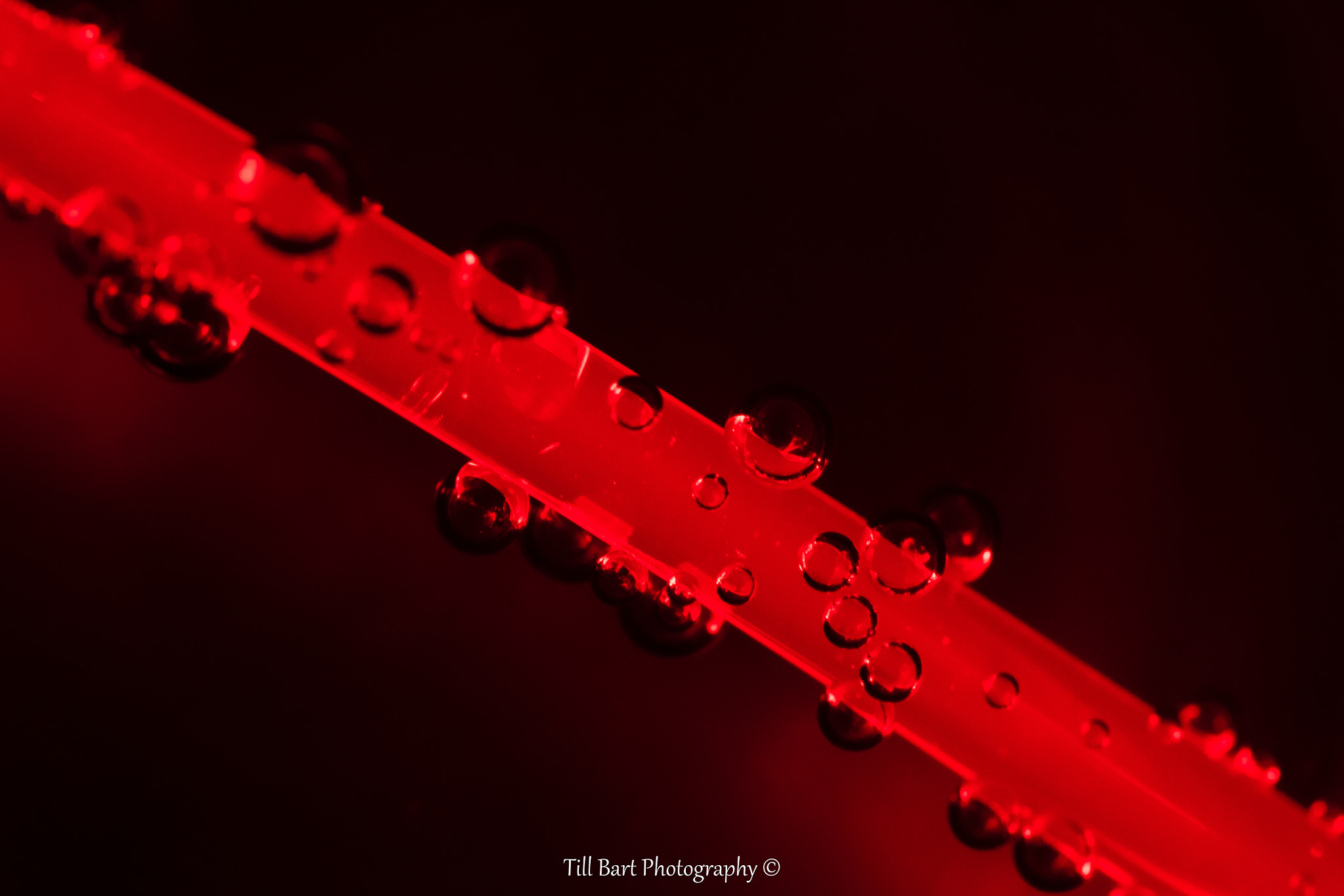 Sigma 105mm F2.8 EX DG OS HSM sample photo. Ppgdp s1/ rouge photography