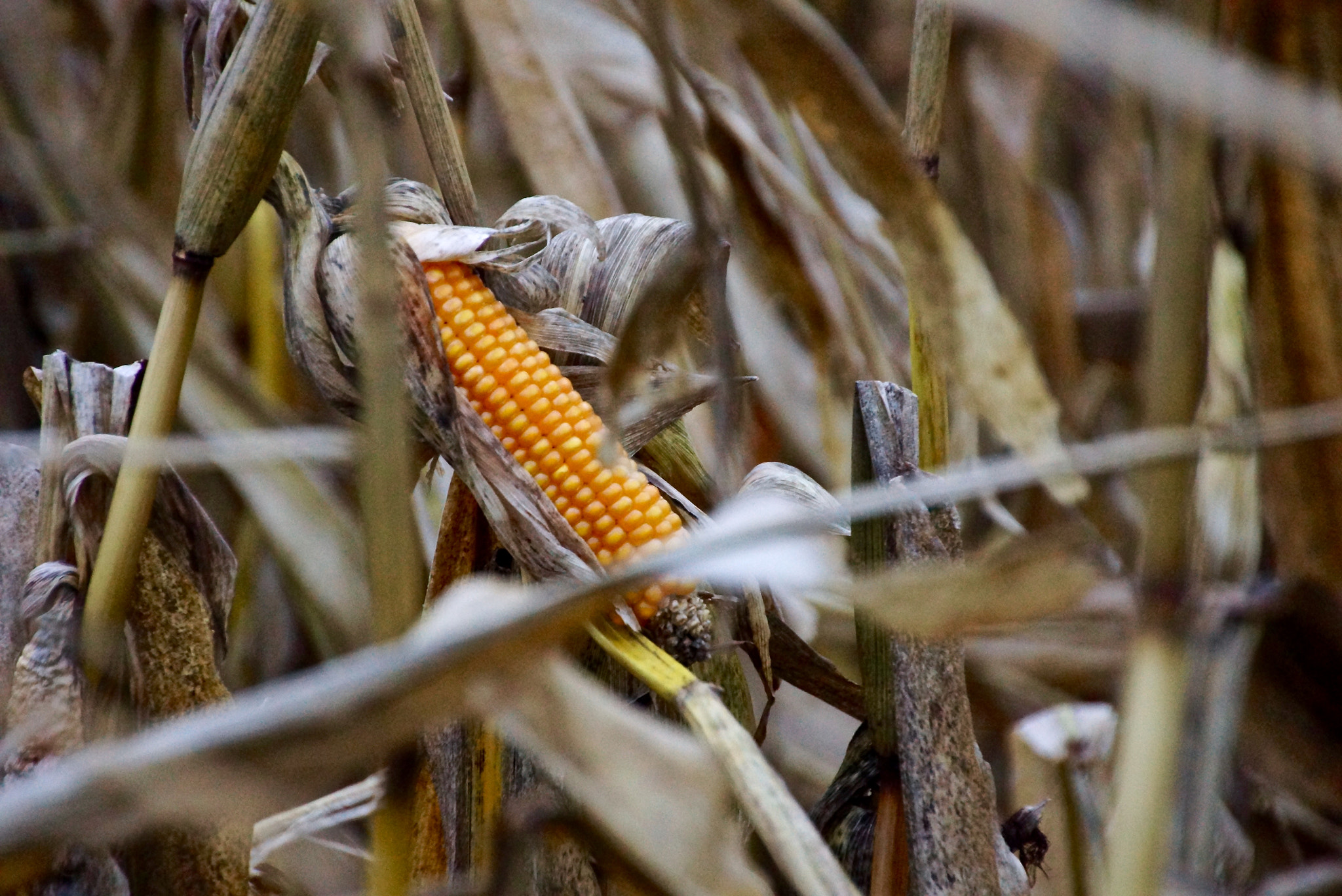 Sony SLT-A77 + Tamron 18-270mm F3.5-6.3 Di II PZD sample photo. I was born to be corn photography