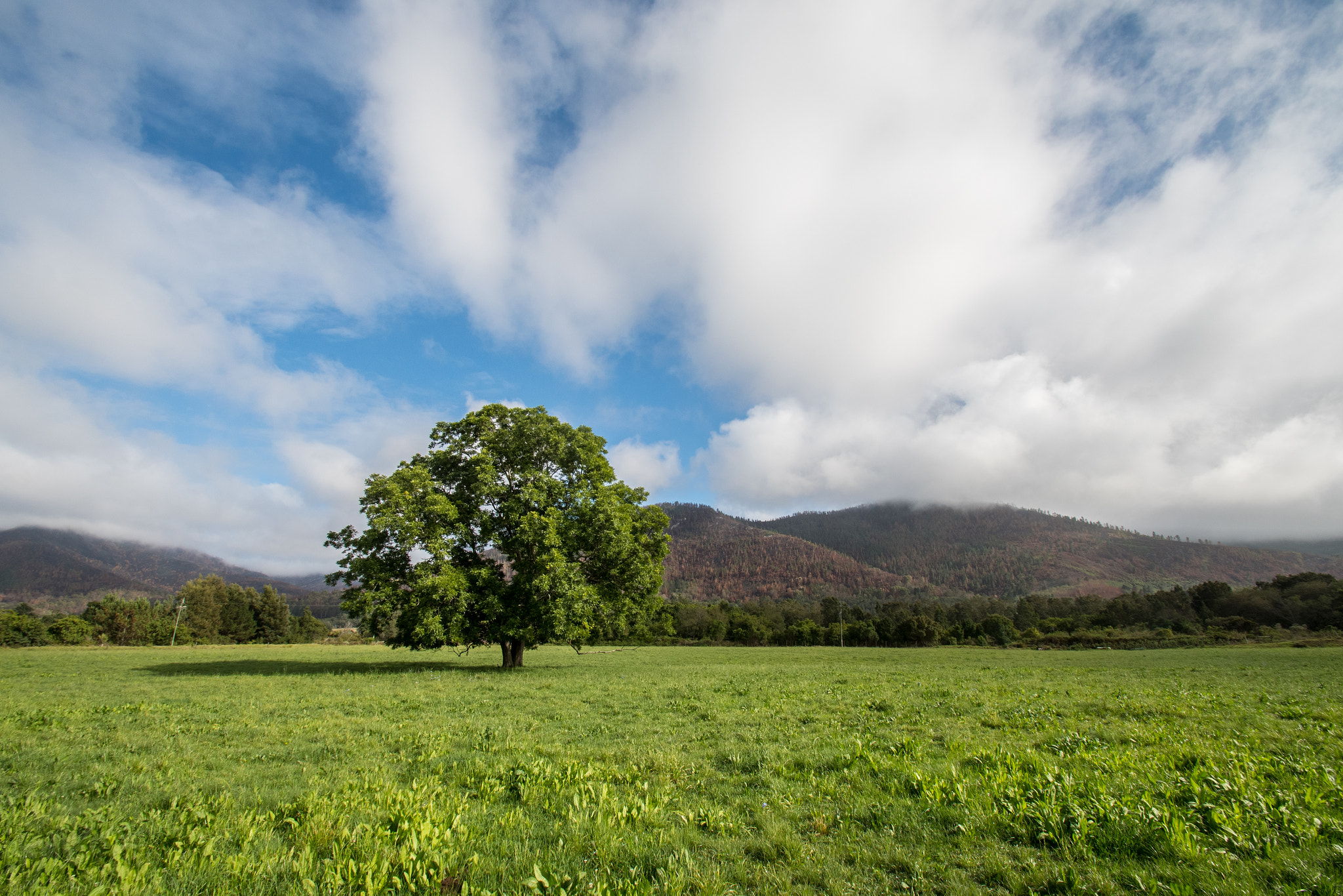 Nikon D500 sample photo. One tree. photography