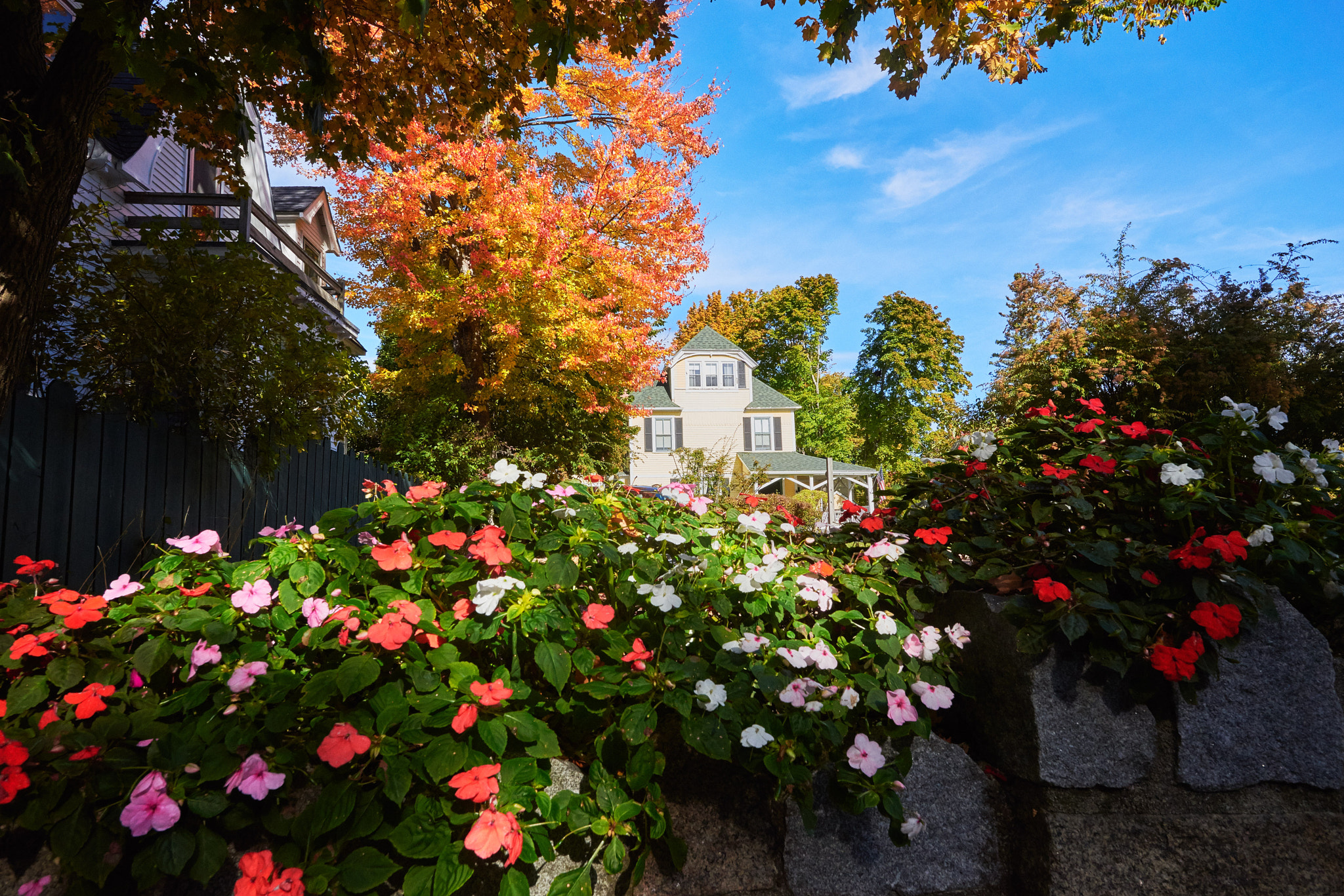 Nikon AF-S Nikkor 20mm F1.8G ED sample photo. Wall flowers photography