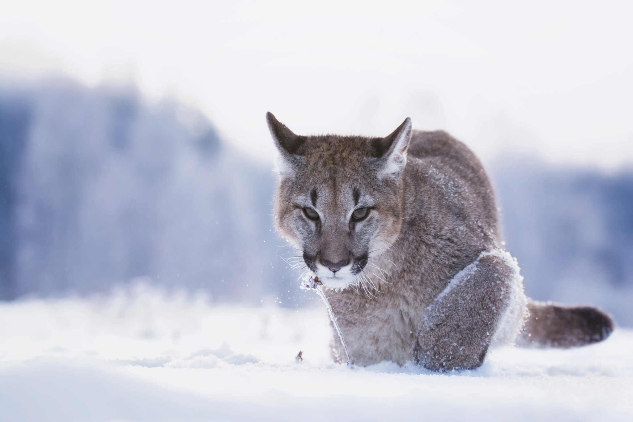 Sigma 150-600mm F5-6.3 DG OS HSM | S sample photo. American cougar photography