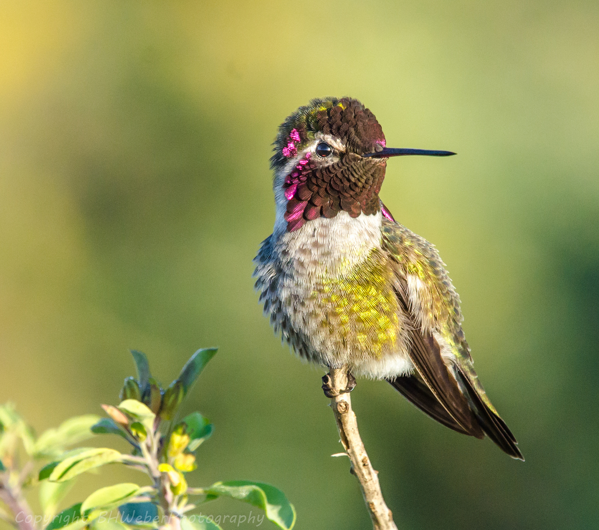 Nikon Nikkor AF-S 300mm F4E PF ED VR sample photo. Anna's hummingbird portrait photography