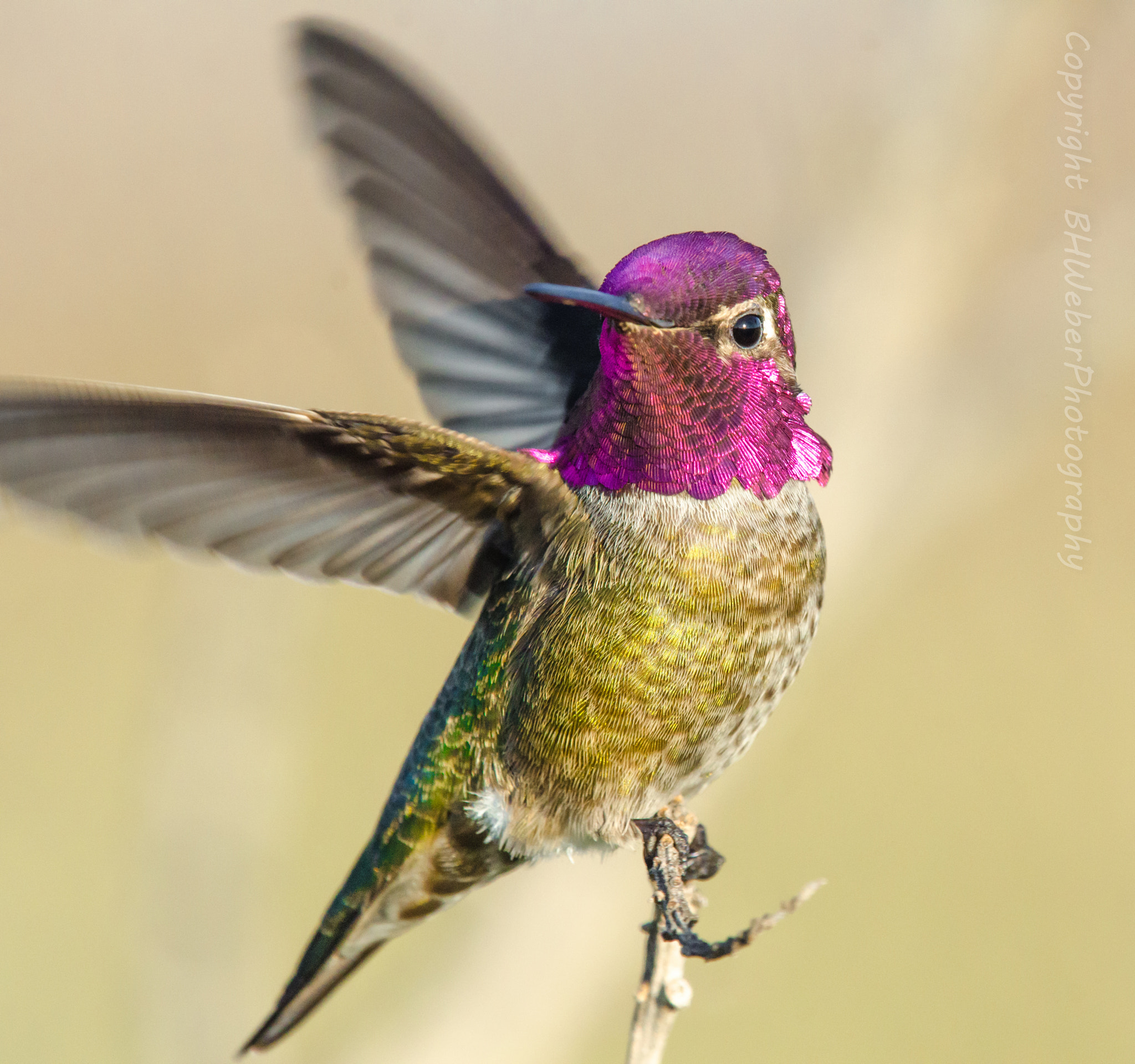 Nikon Nikkor AF-S 300mm F4E PF ED VR sample photo. Hummingbird showoff! photography