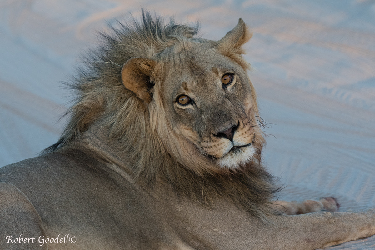 Nikon D500 sample photo. Handsome boy photography
