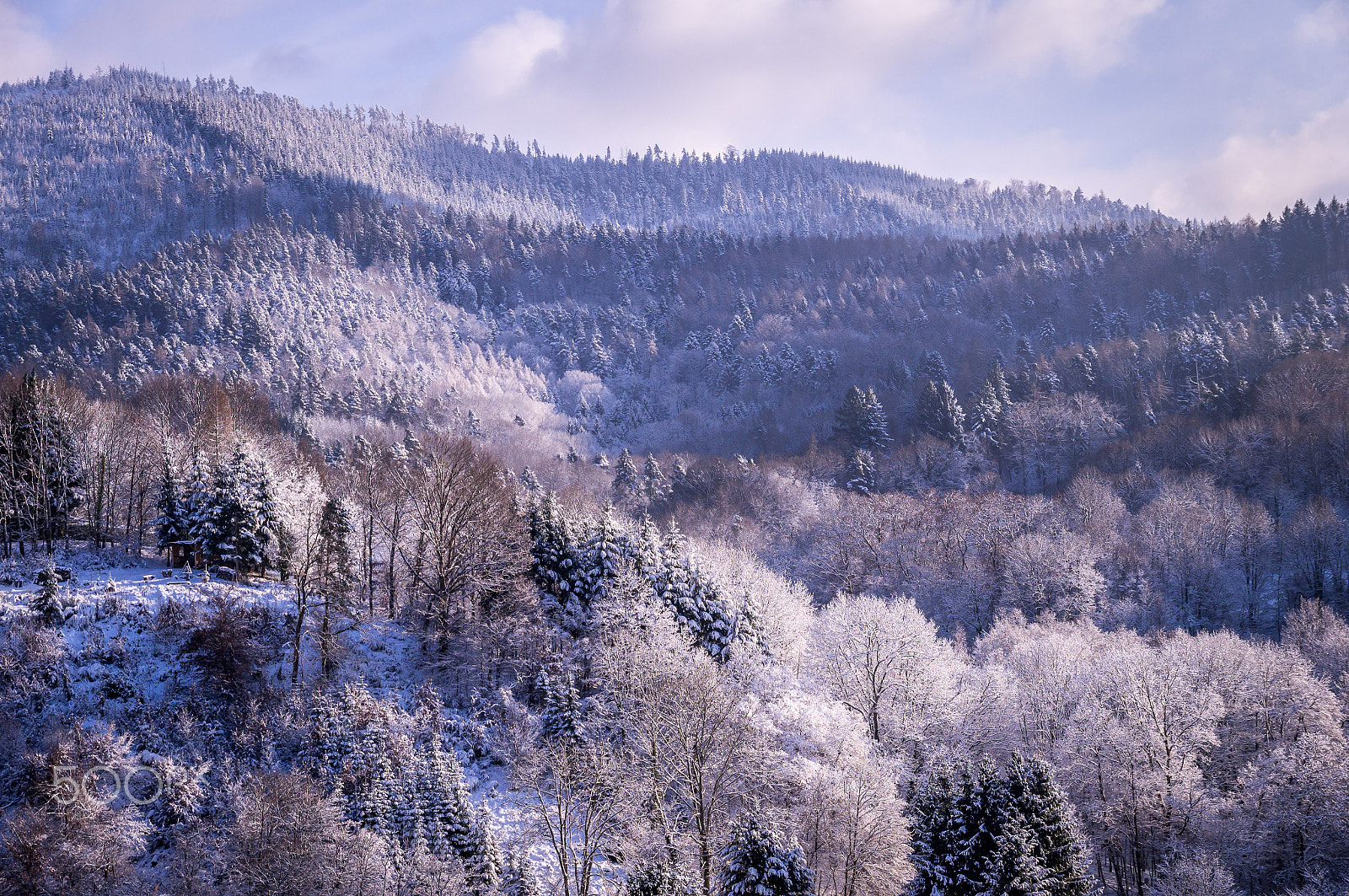 Sony SLT-A37 sample photo. Trees in winter in the black forest, germany photography