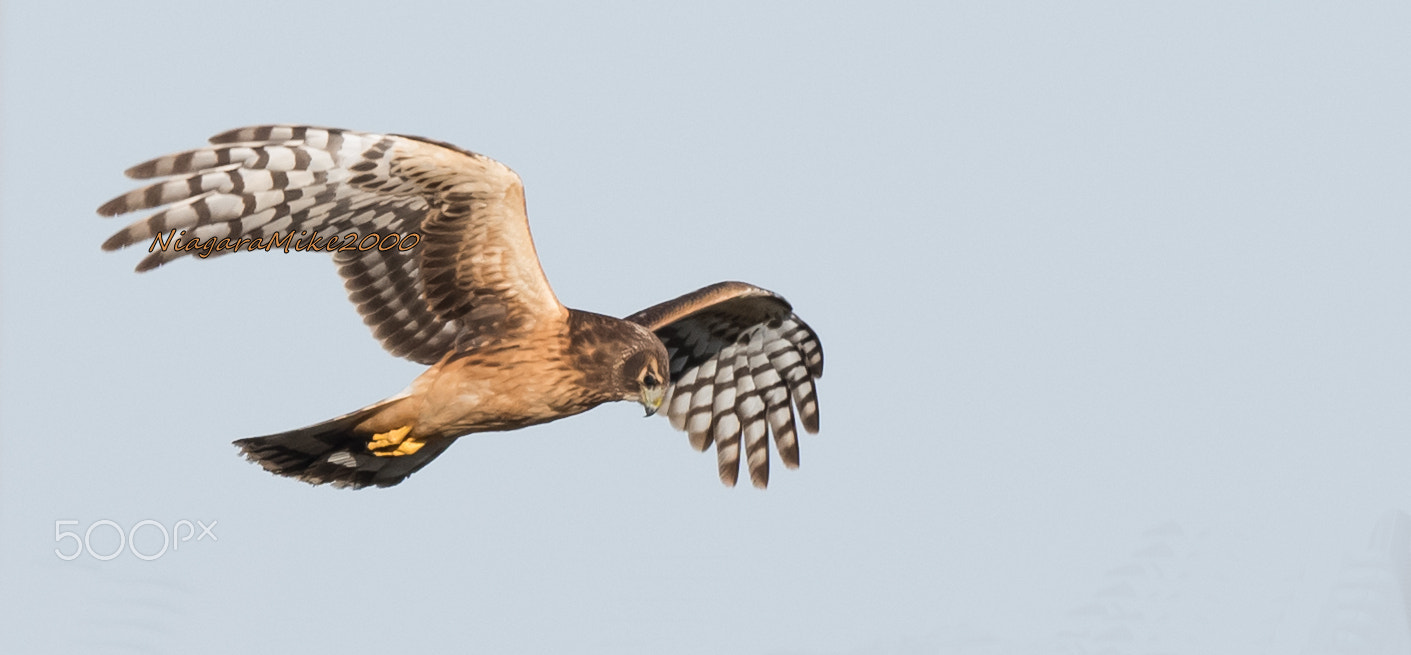 Nikon AF-S Nikkor 400mm F2.8E FL ED VR sample photo. Northern harrier hawk in flight... photography