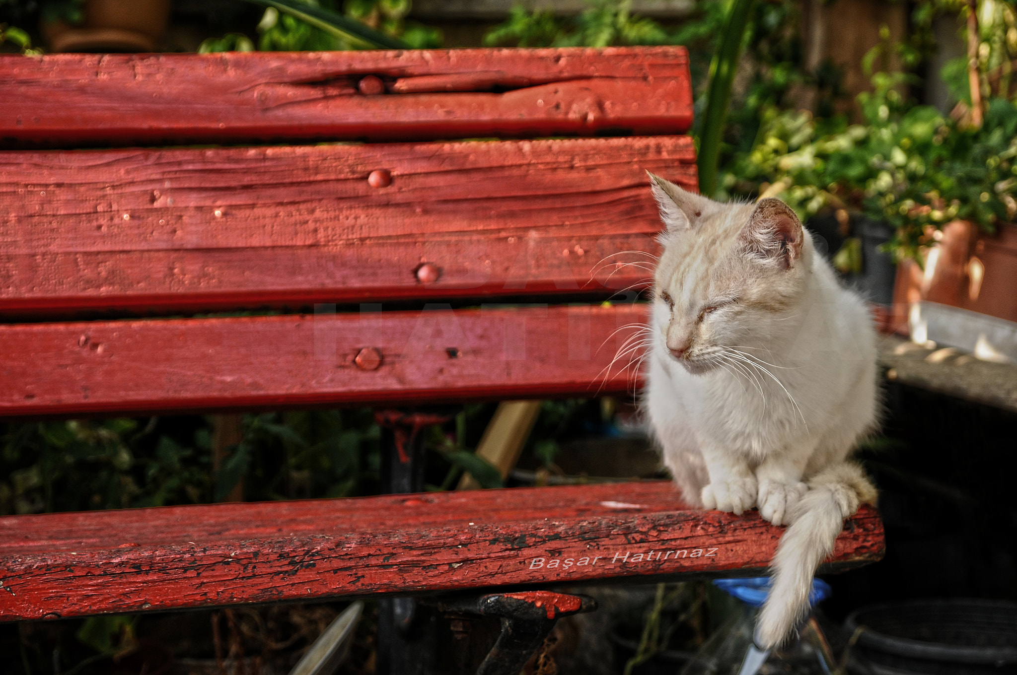 Nikon D300 sample photo. Cat photography