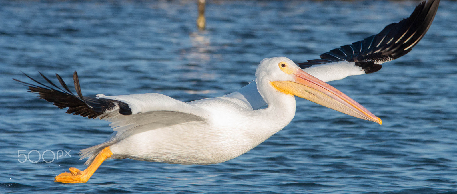 Sigma 120-400mm F4.5-5.6 DG OS HSM sample photo. White pelican photography