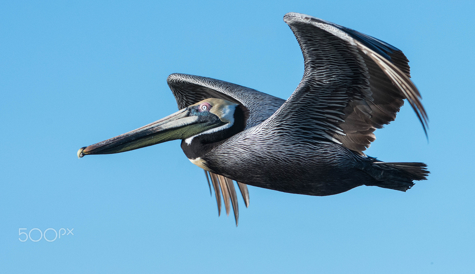 Sigma 120-400mm F4.5-5.6 DG OS HSM sample photo. Brown pelican photography