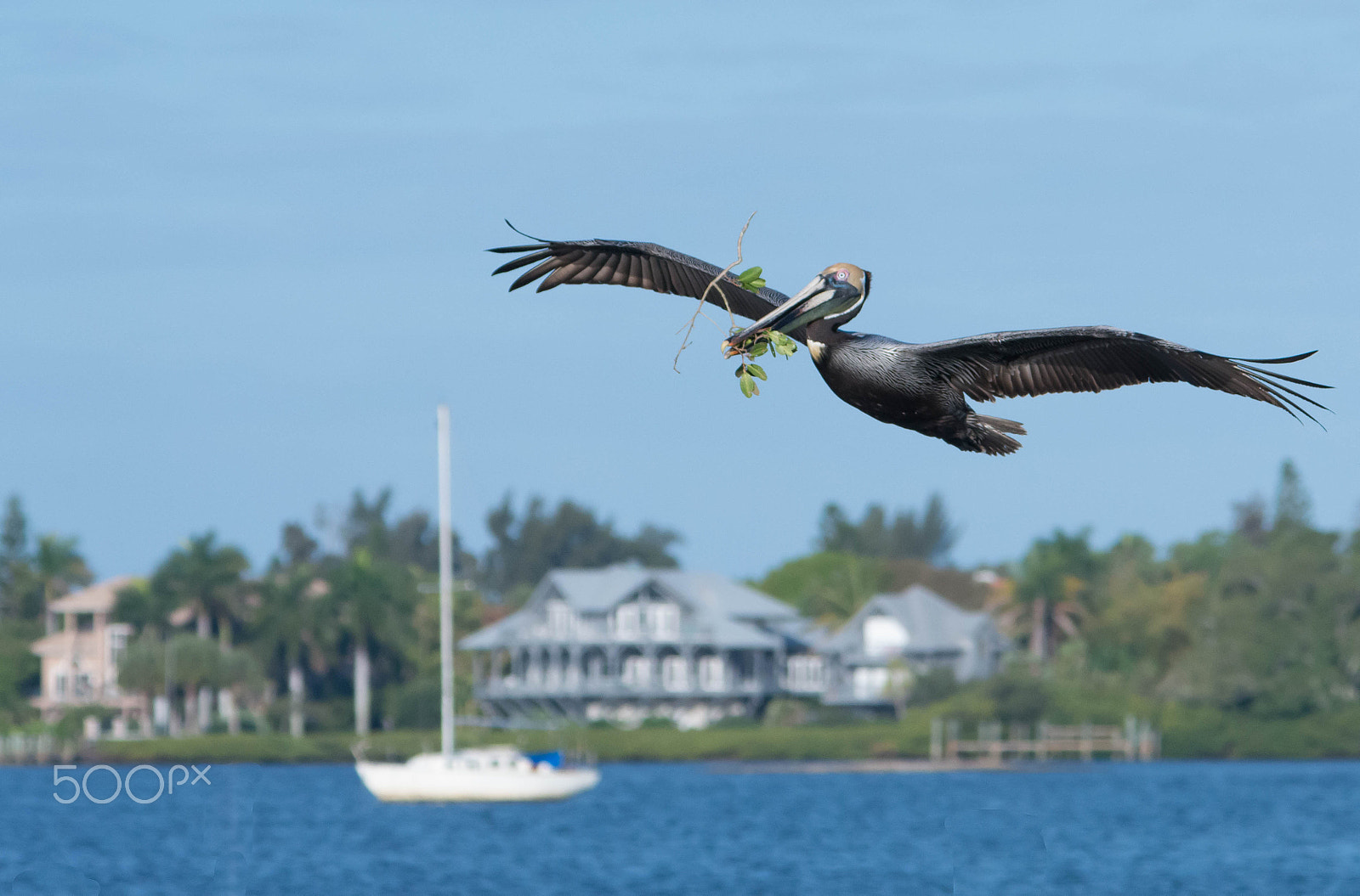 Sigma 120-400mm F4.5-5.6 DG OS HSM sample photo. Pelican with stick photography