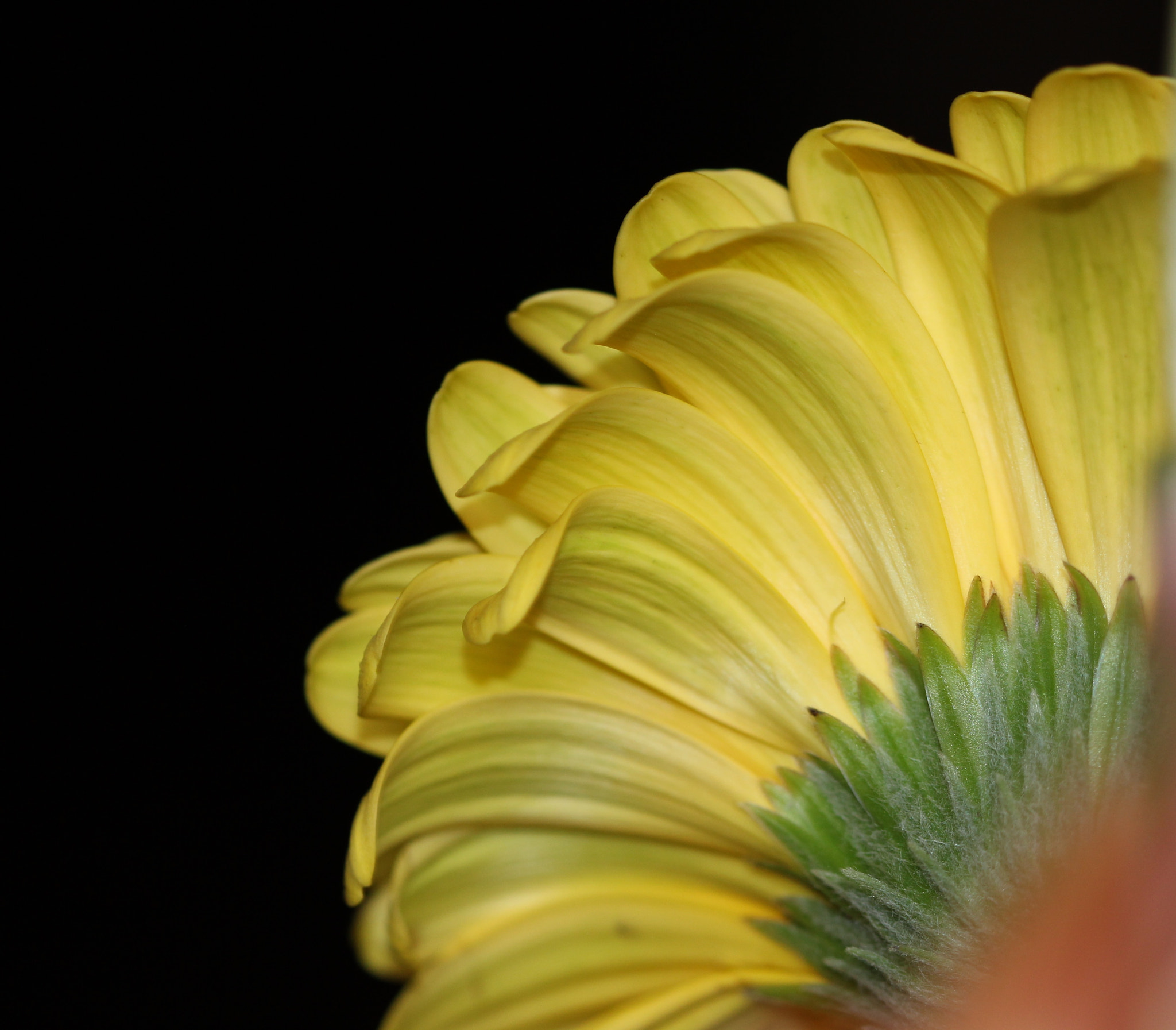 Canon EF 100mm F2.8 Macro USM sample photo. Yellow gerbera photography