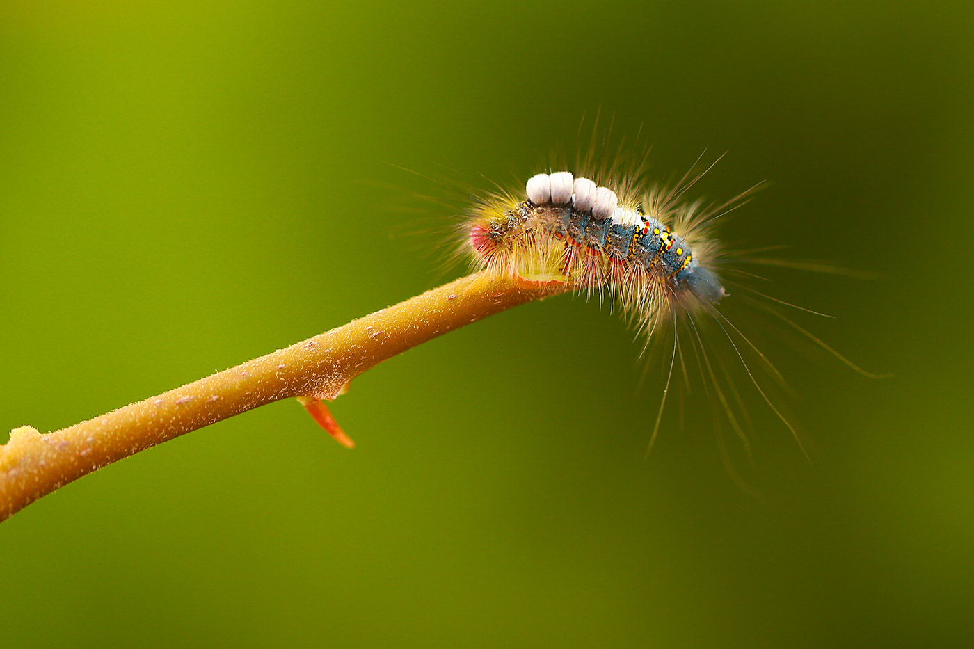 Canon EF 100mm F2.8L Macro IS USM sample photo. Colors photography