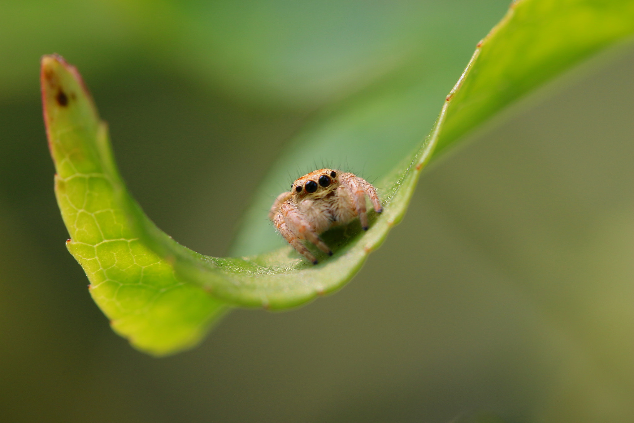 Canon EF 100mm F2.8L Macro IS USM sample photo. 《跳蛛》 photography