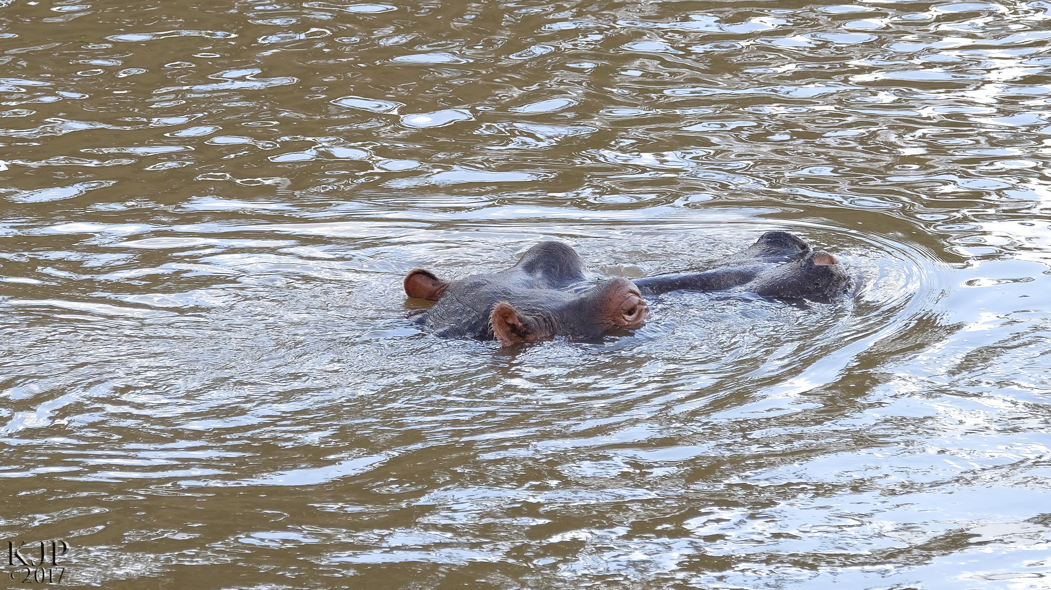 Fujifilm X-E2 + Fujifilm XF 100-400mm F4.5-5.6 R LM OIS WR sample photo. Hippo cruiser photography