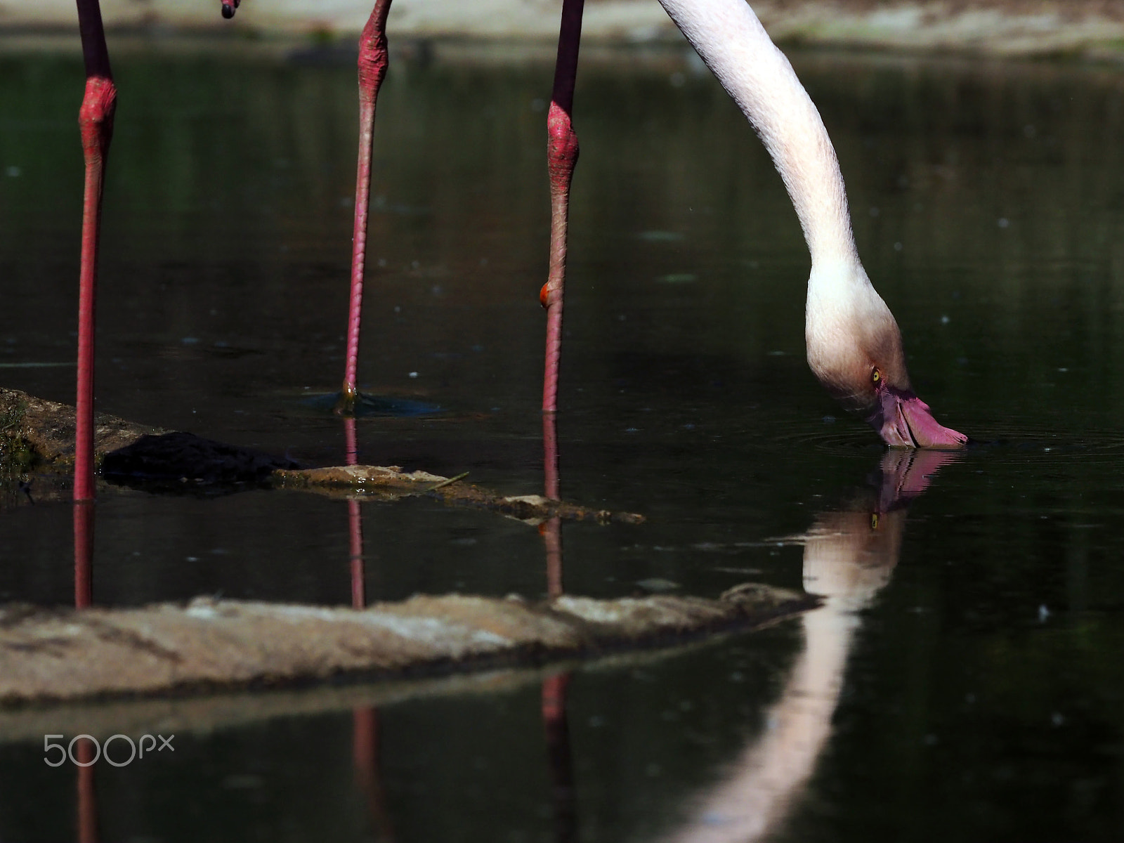 Olympus PEN-F + OLYMPUS M.300mm F4.0 sample photo. Flamingo photography