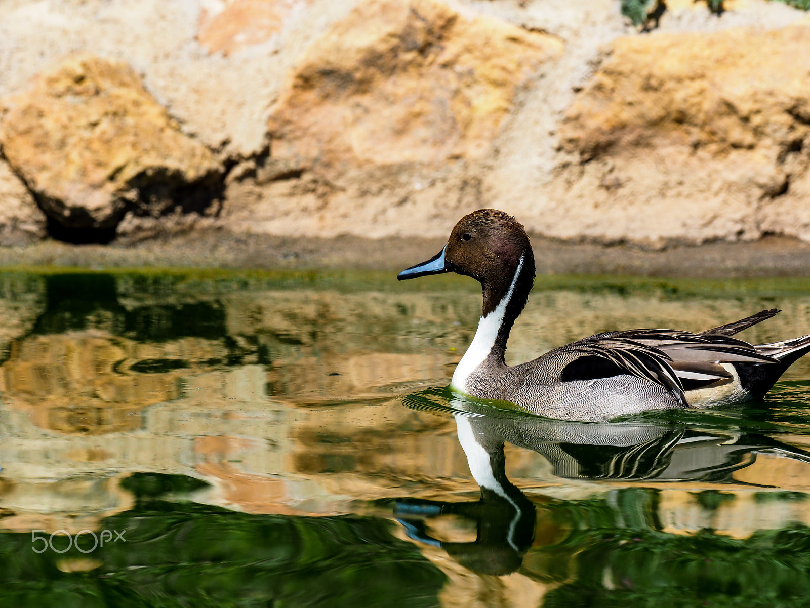 Olympus PEN-F + OLYMPUS M.300mm F4.0 sample photo. Happy duck photography