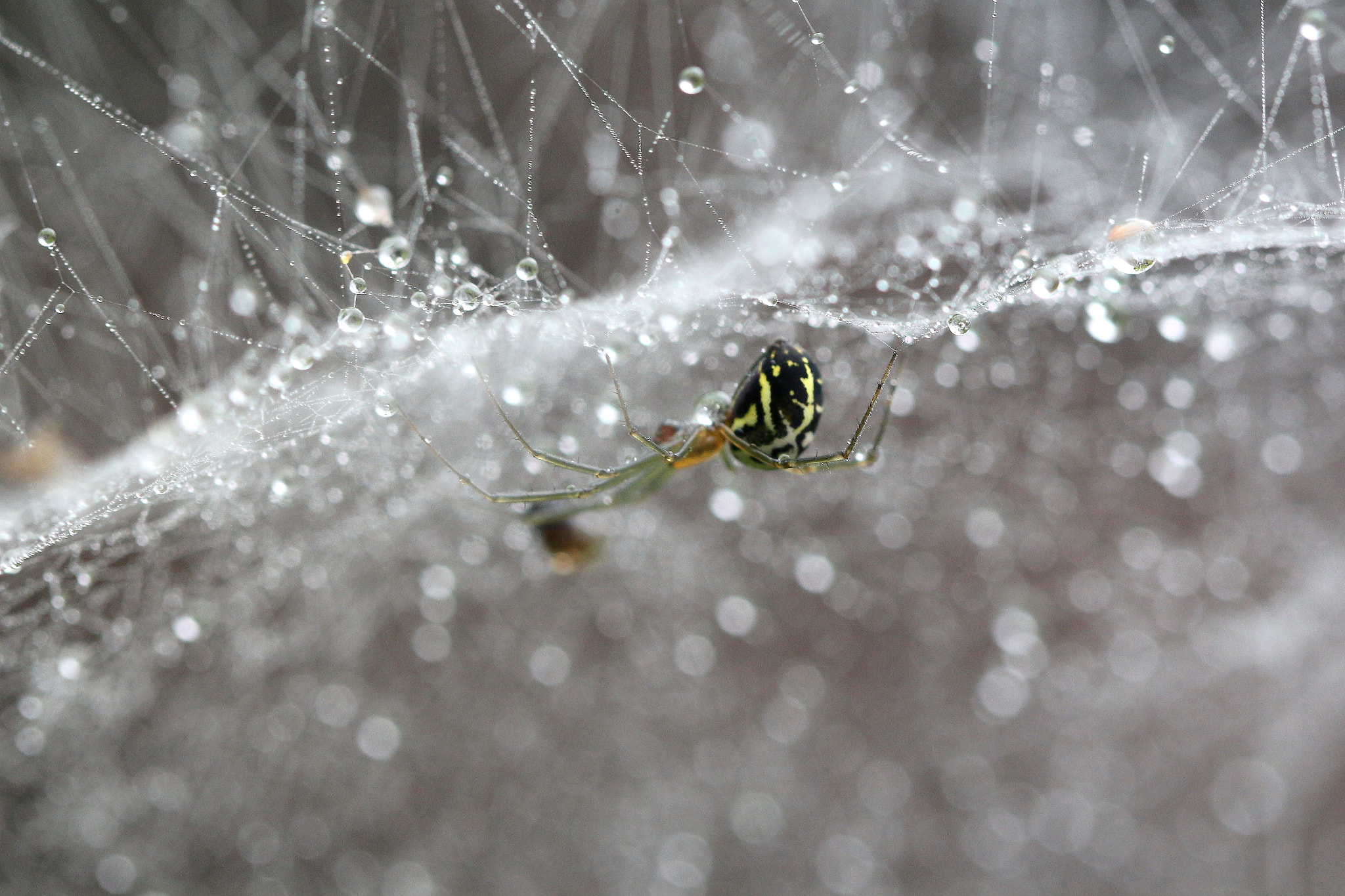 Canon EF 100mm F2.8L Macro IS USM sample photo. 《水晶宫》 photography