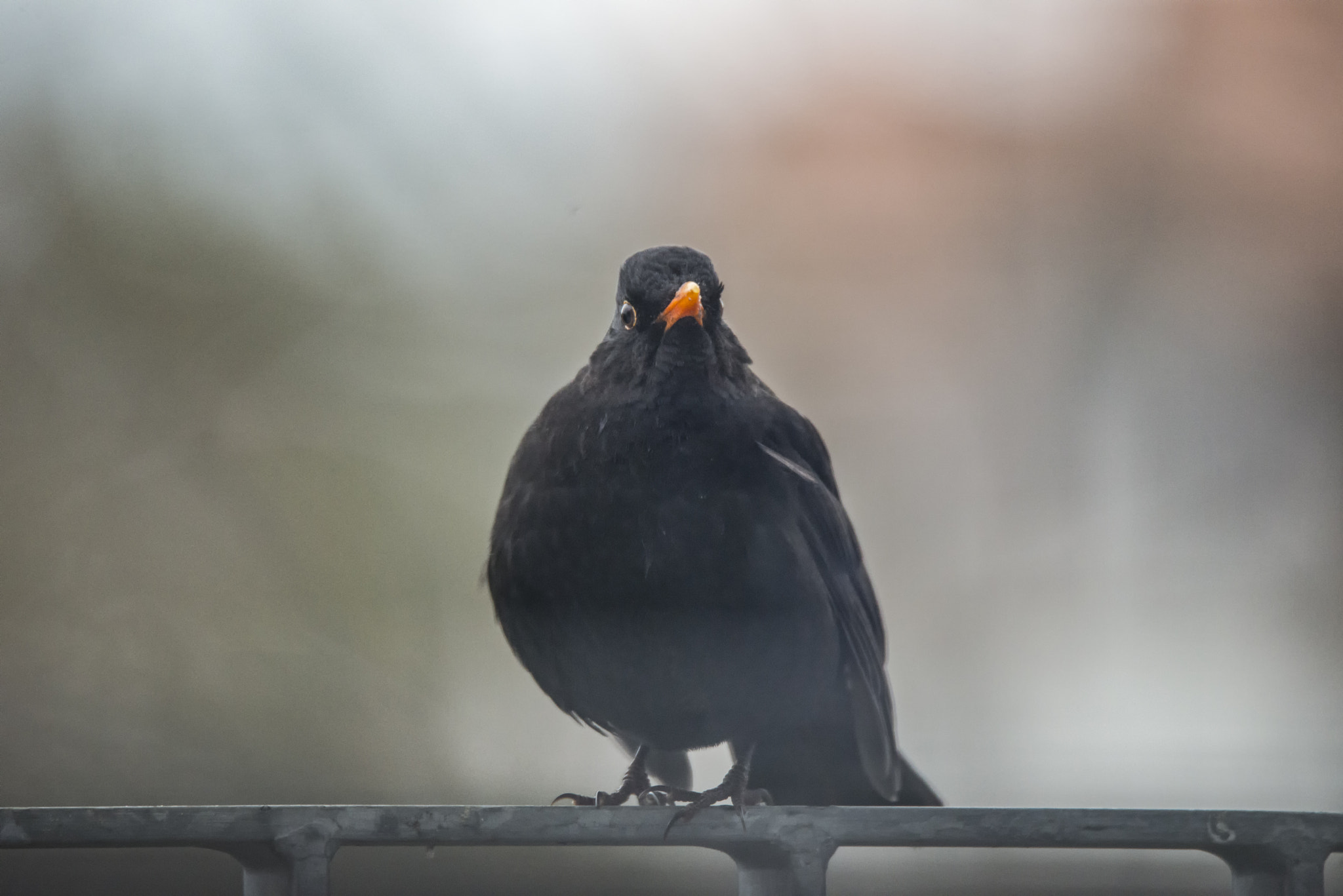 Nikon D800 sample photo. Blackbird photography