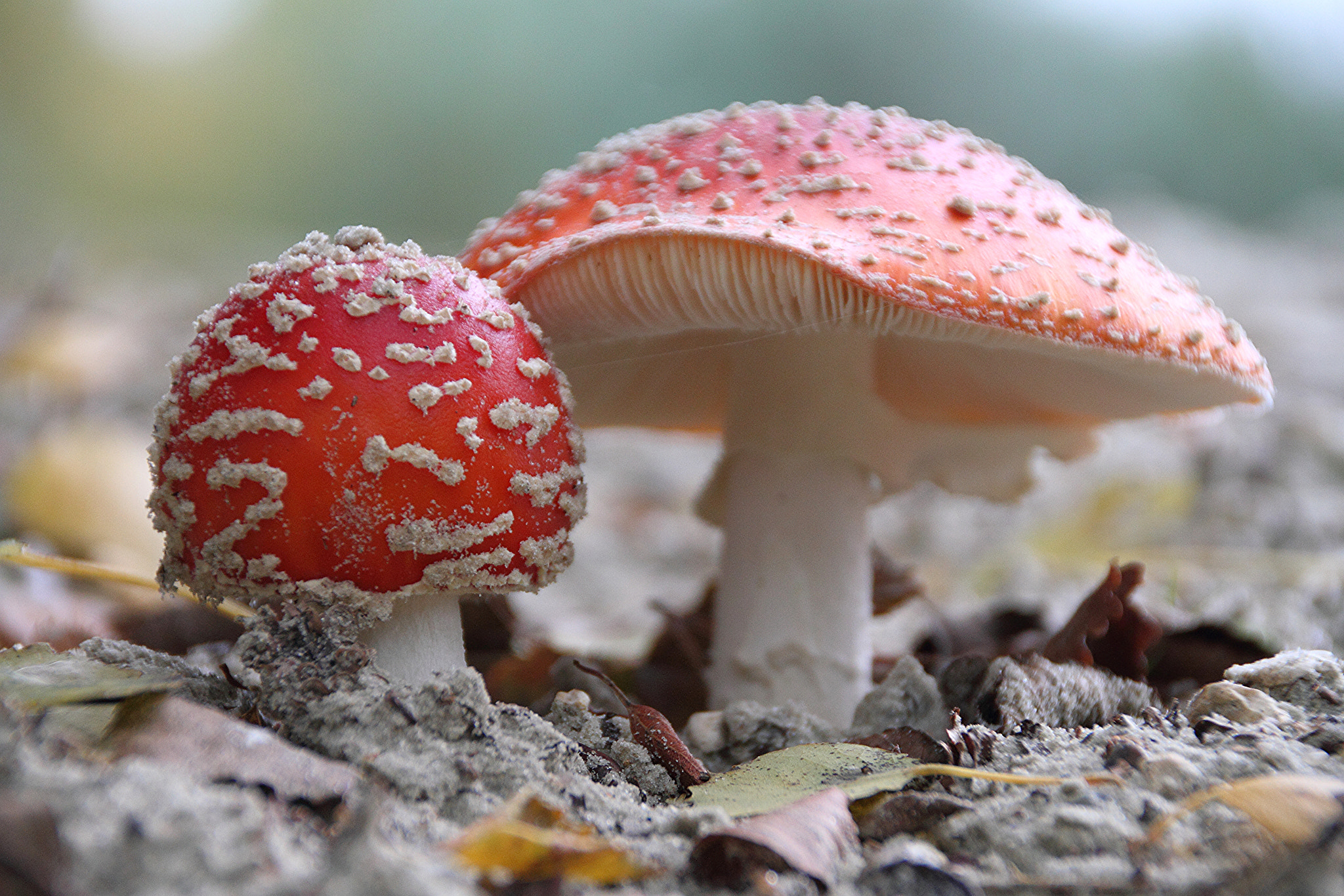 Canon EOS 7D + Sigma 18-200mm f/3.5-6.3 DC OS HSM [II] sample photo. Mushroom photography