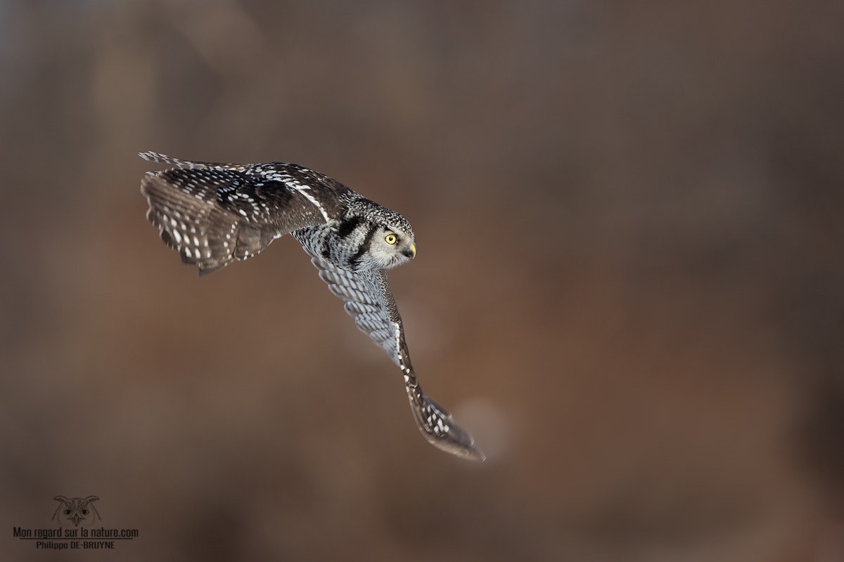 Canon EOS-1D X + Canon EF 500mm F4L IS USM sample photo. Northern hawk !! photography