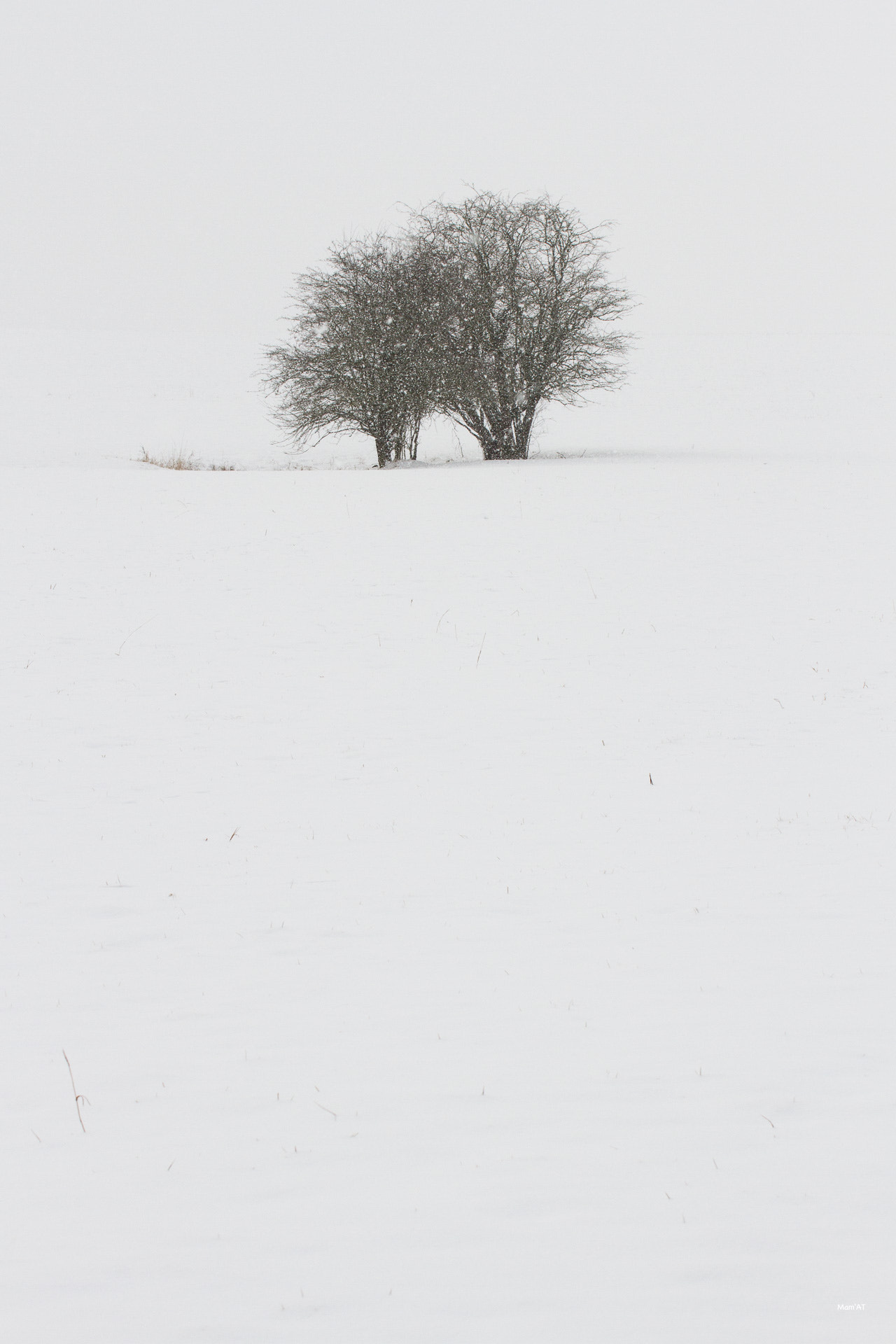 Canon EOS 7D + Sigma 50-200mm F4-5.6 DC OS HSM sample photo. Two trees under the snow photography