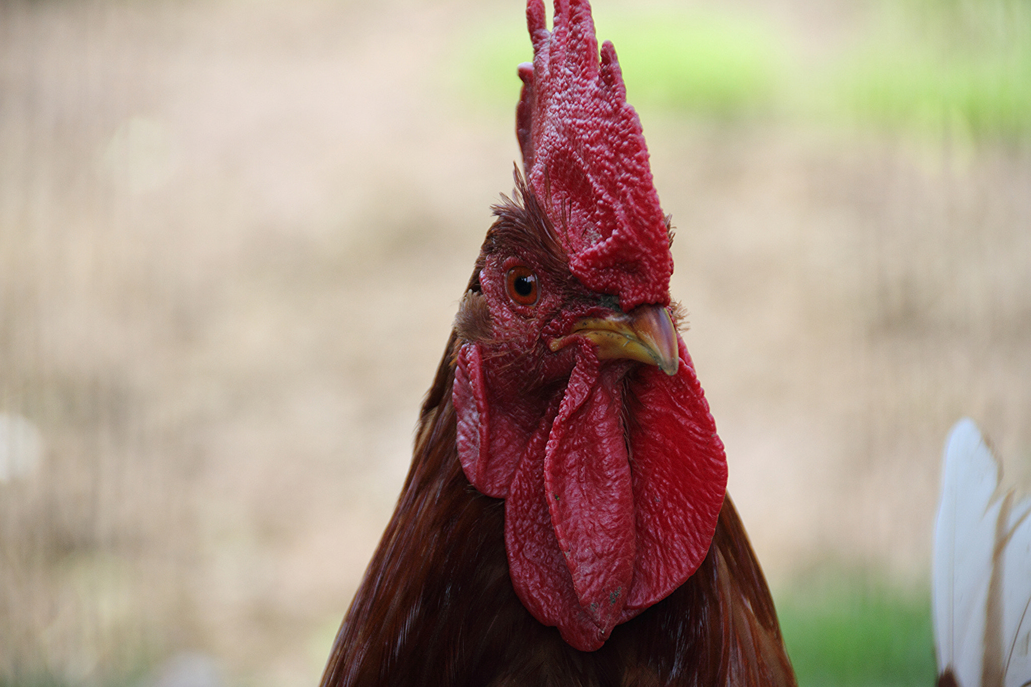 Canon EOS 7D sample photo. Rooster photography