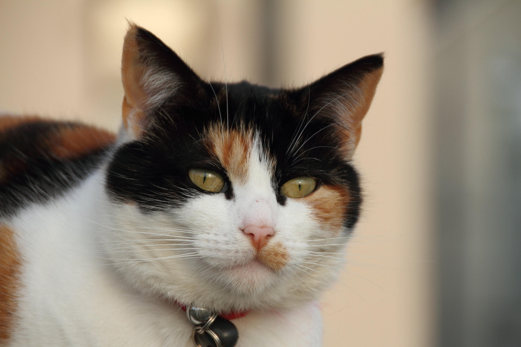 Canon EOS 7D + Sigma 18-200mm f/3.5-6.3 DC OS HSM [II] sample photo. Cat photography