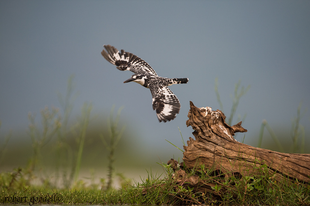 Nikon D4 sample photo. Pied kingfisher in flight photography