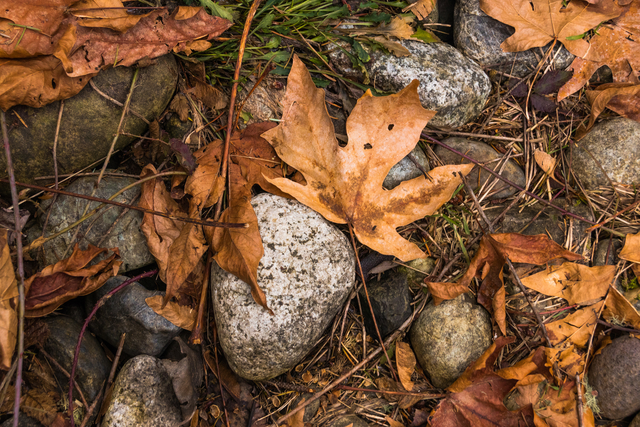 Canon EOS 80D + Sigma 18-250mm F3.5-6.3 DC OS HSM sample photo. Leaf on rock photography