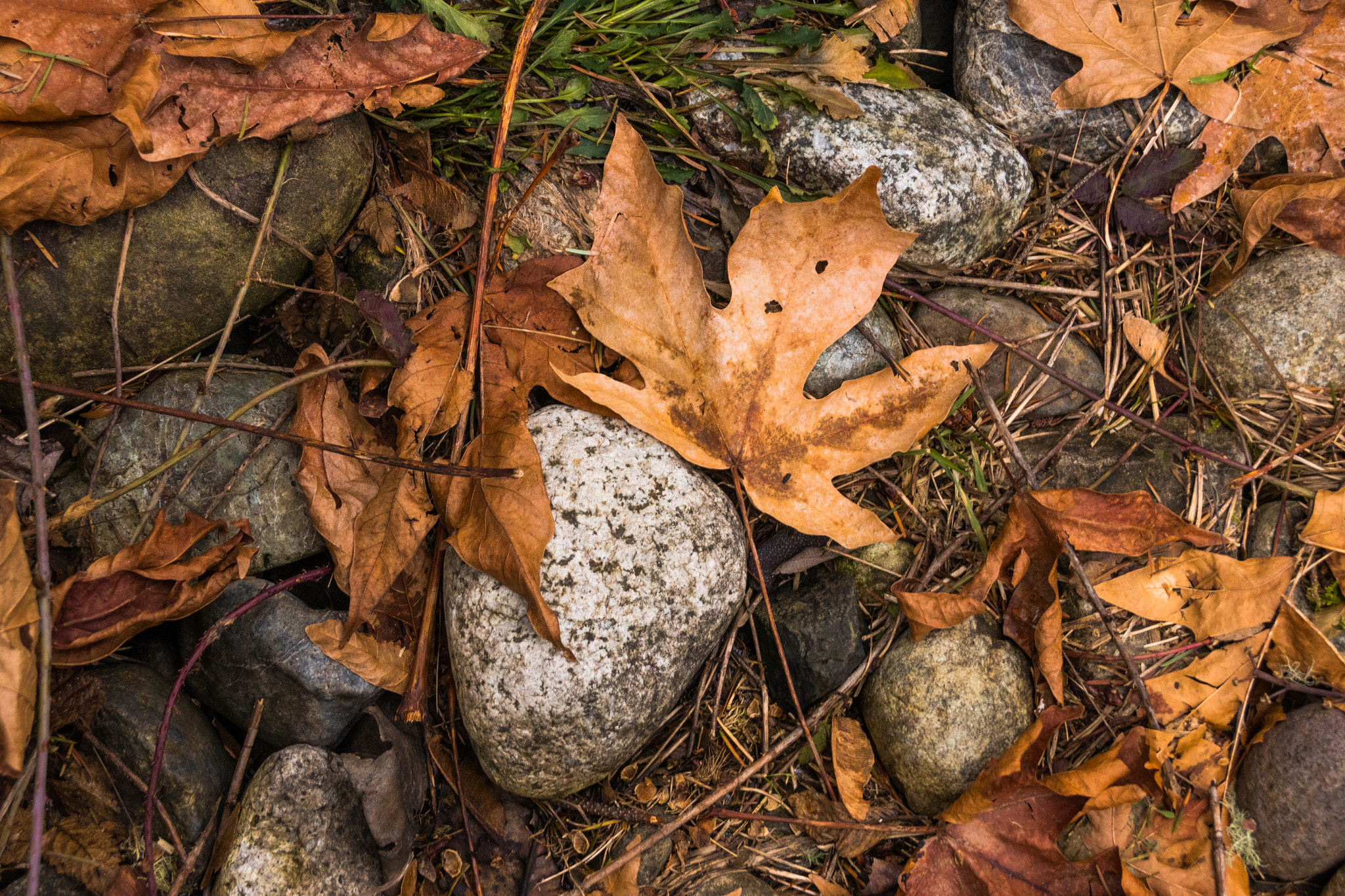Sigma 18-250mm F3.5-6.3 DC OS HSM sample photo. Leaf on rock photography