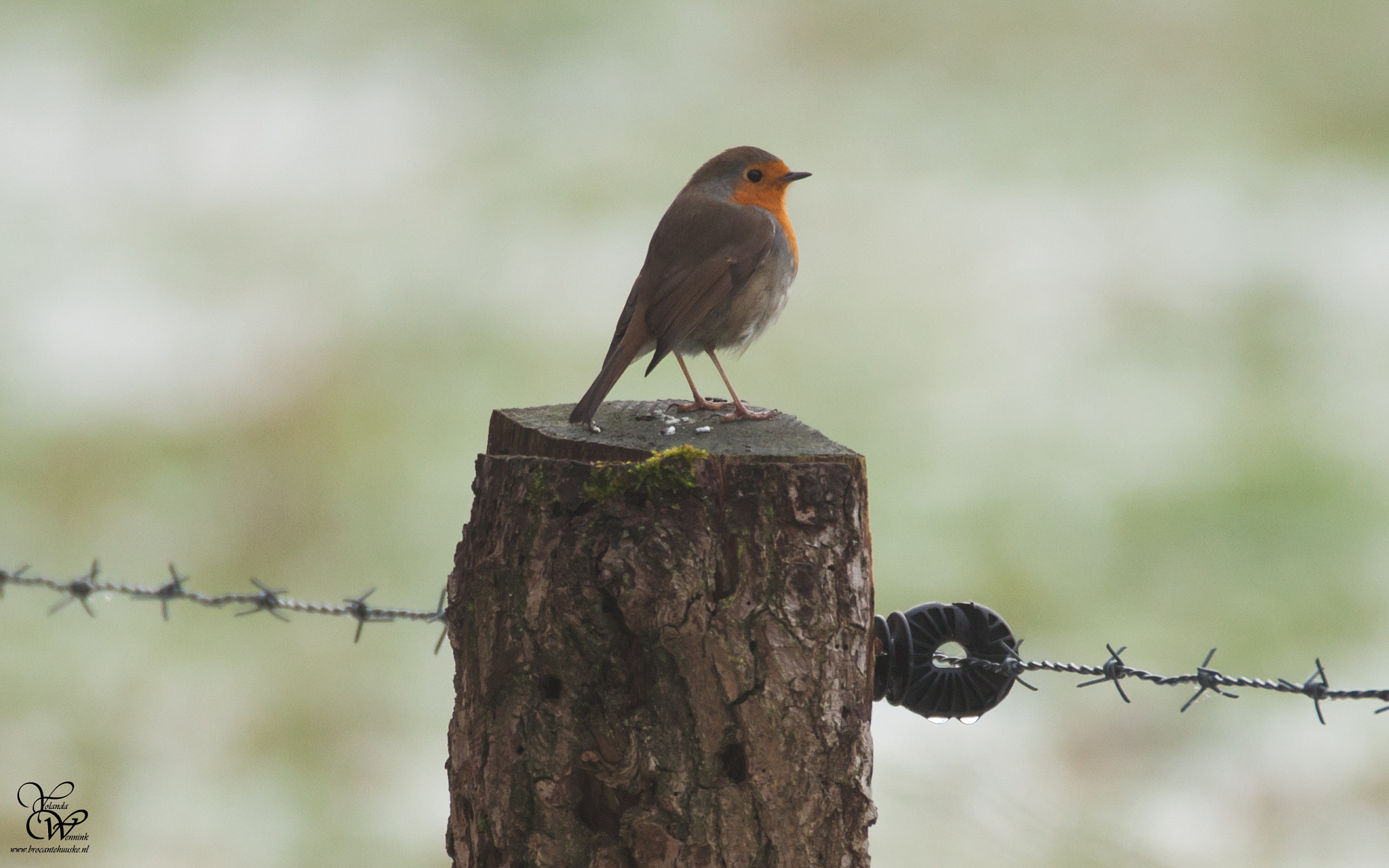 Sigma 150-600mm F5-6.3 DG OS HSM | C sample photo. Robin photography