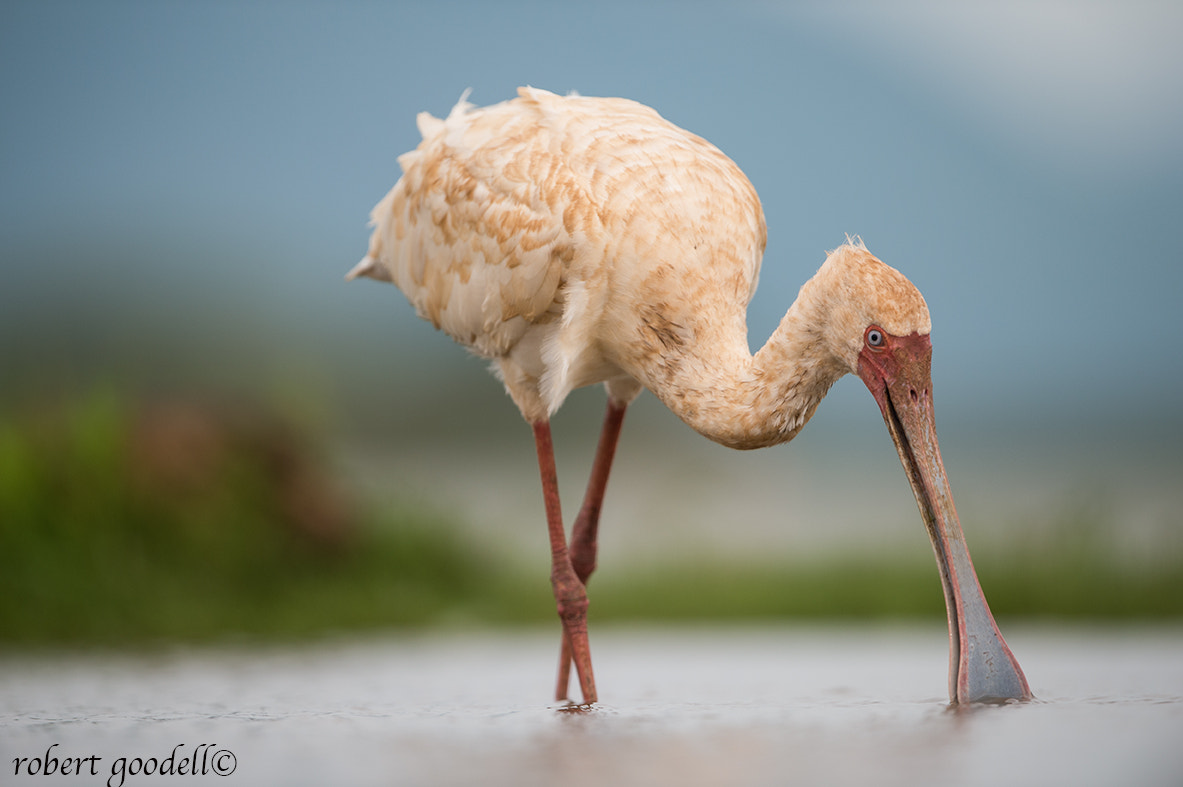 Nikon D4 sample photo. African spoonbill fishing photography