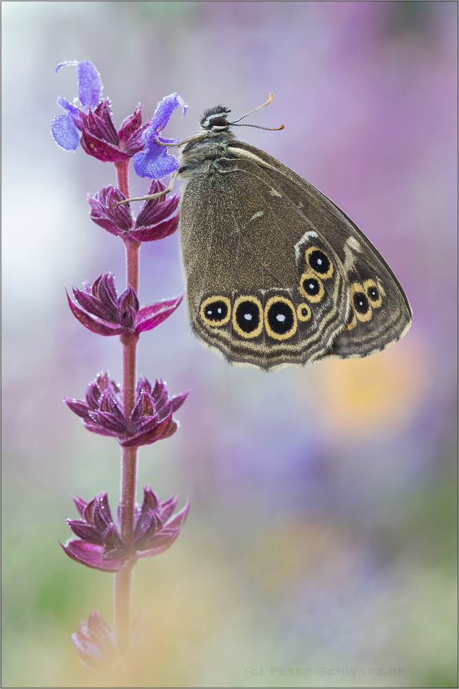 Sigma 150mm f/2.8 EX DG OS HSM APO Macro sample photo. Lopinga achine photography