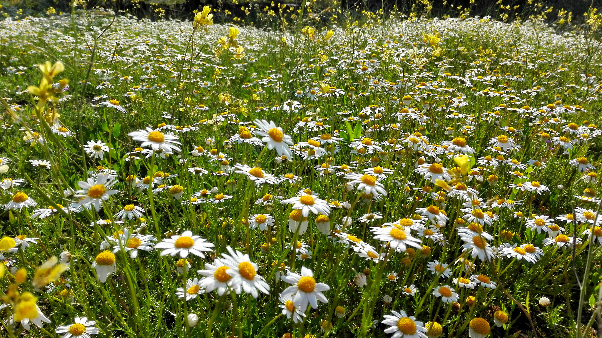 HUAWEI Cherry Mini sample photo. Field of daisies photography