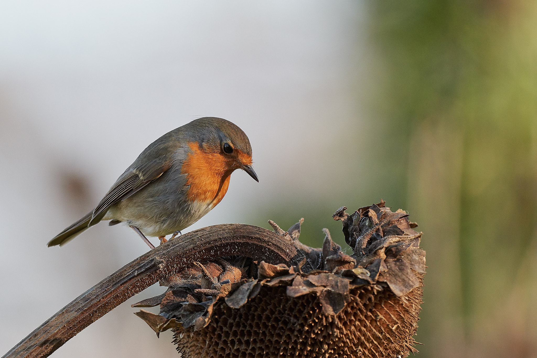 Nikon AF-S Nikkor 200-500mm F5.6E ED VR sample photo. Robin photography