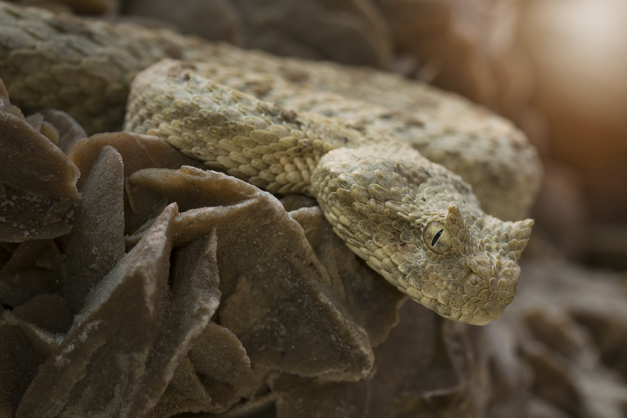 Nikon D800E + Sigma 150mm F2.8 EX DG OS Macro HSM sample photo. Hornviper photography