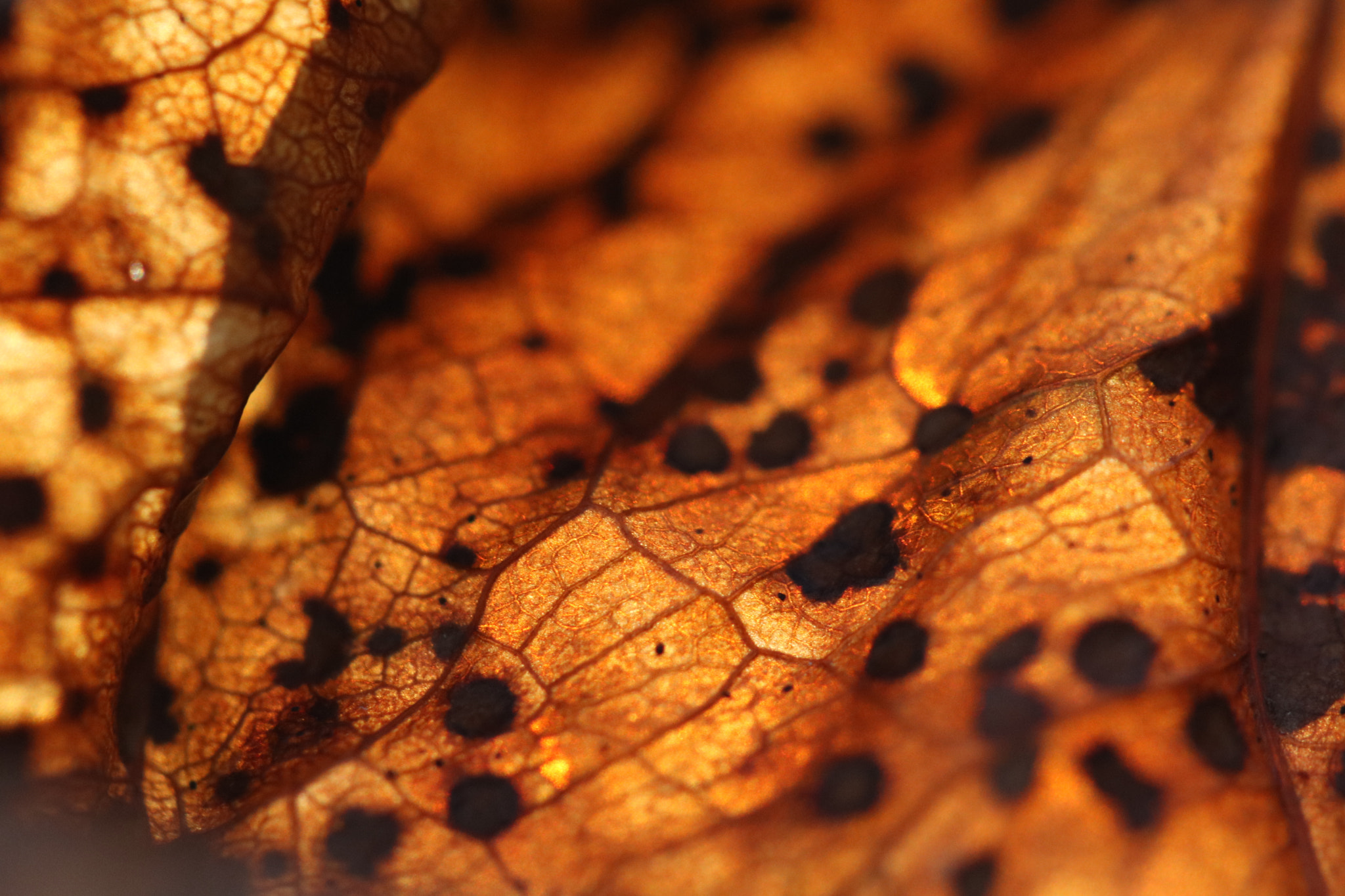 Canon EF 100mm F2.8L Macro IS USM sample photo. Sun under the leaf photography