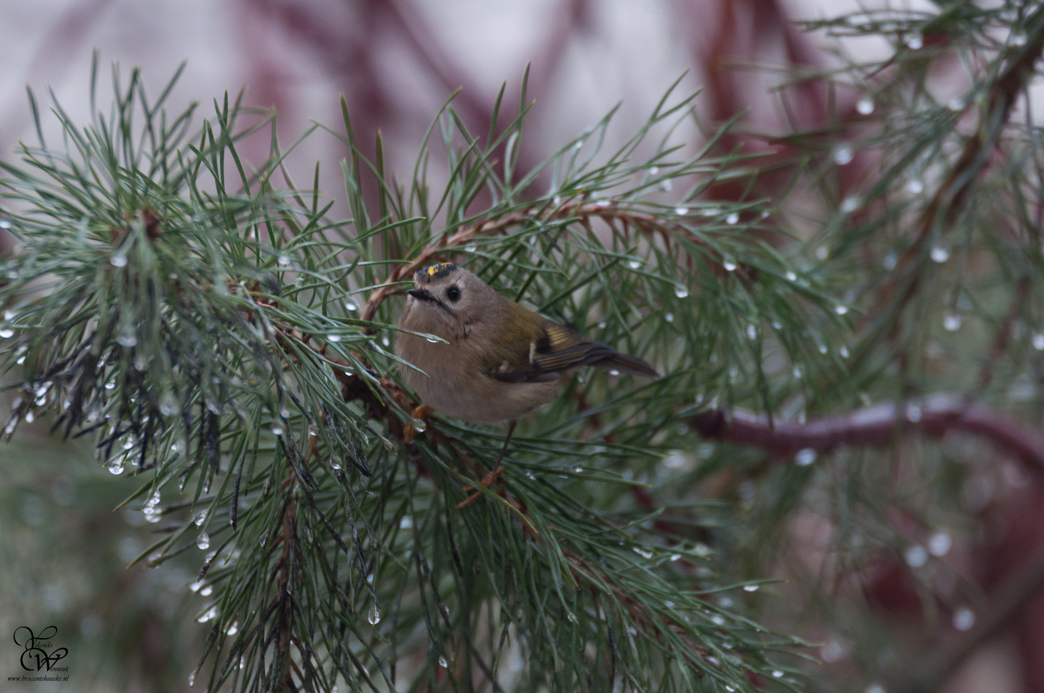 Sigma 150-600mm F5-6.3 DG OS HSM | C sample photo. Regulus regulus photography