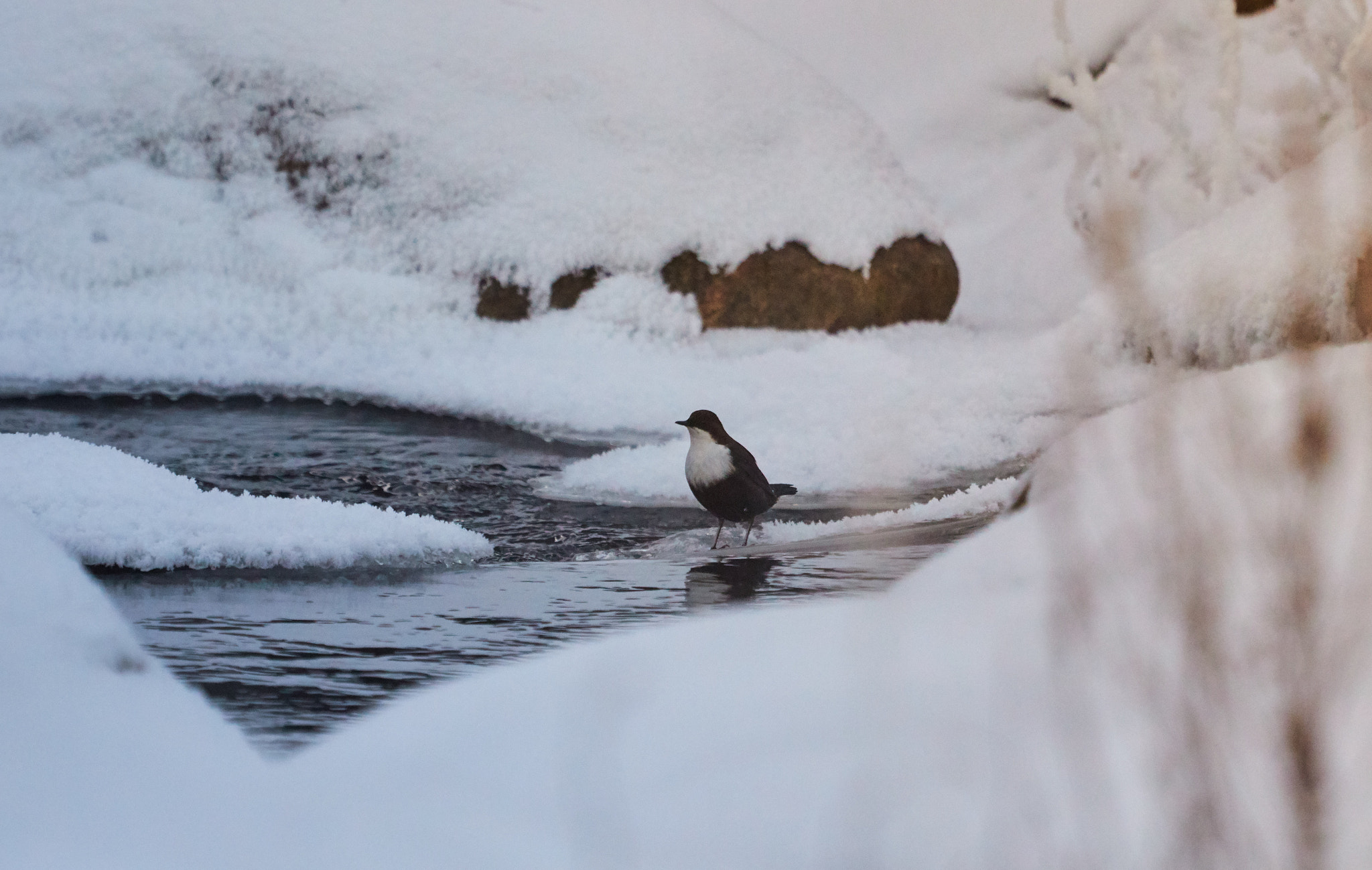Canon EF 100-400mm F4.5-5.6L IS USM sample photo. Aja photography