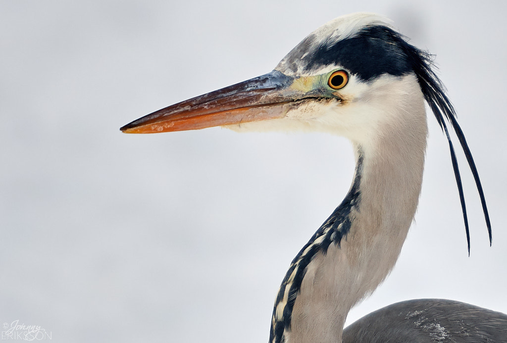 Nikon D500 sample photo. Grey heron (ardea cinerea) photography