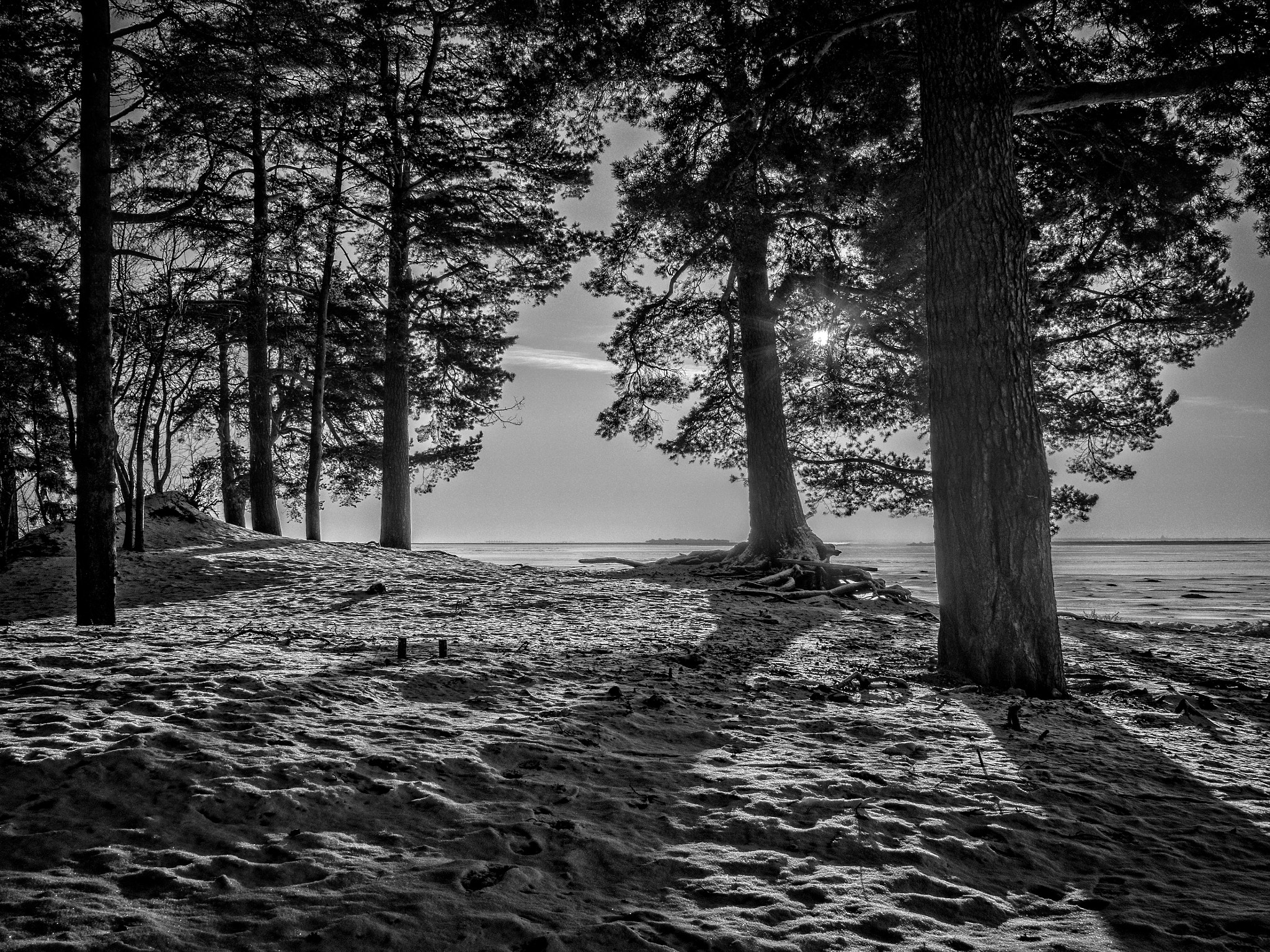 Olympus OM-D E-M5 sample photo. Pines on winter beach photography