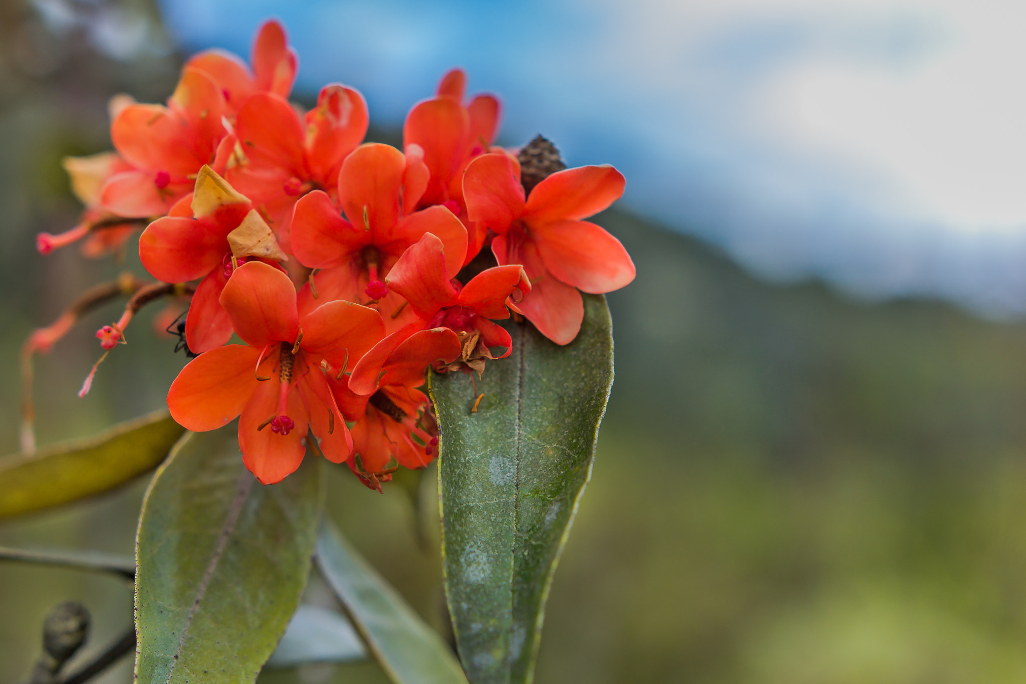 Sigma 18-35mm f/1.8 DC HSM sample photo. "tropical rhododendron" photography