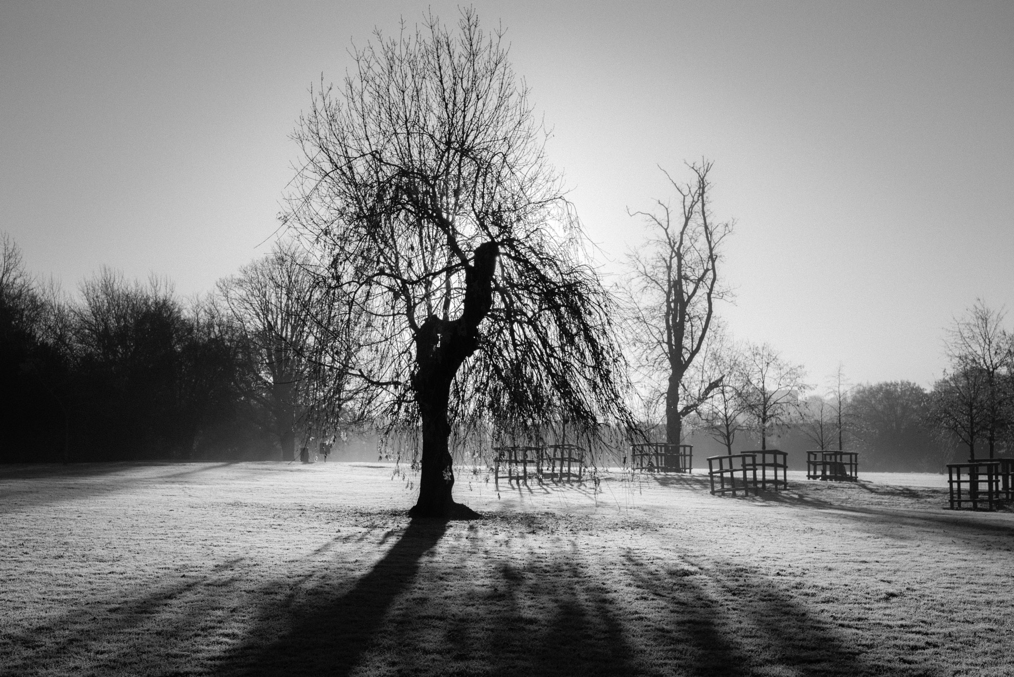 Leica M (Typ 240) + Leica APO-Summicron-M 50mm F2 ASPH sample photo. Sunrise on the rye photography