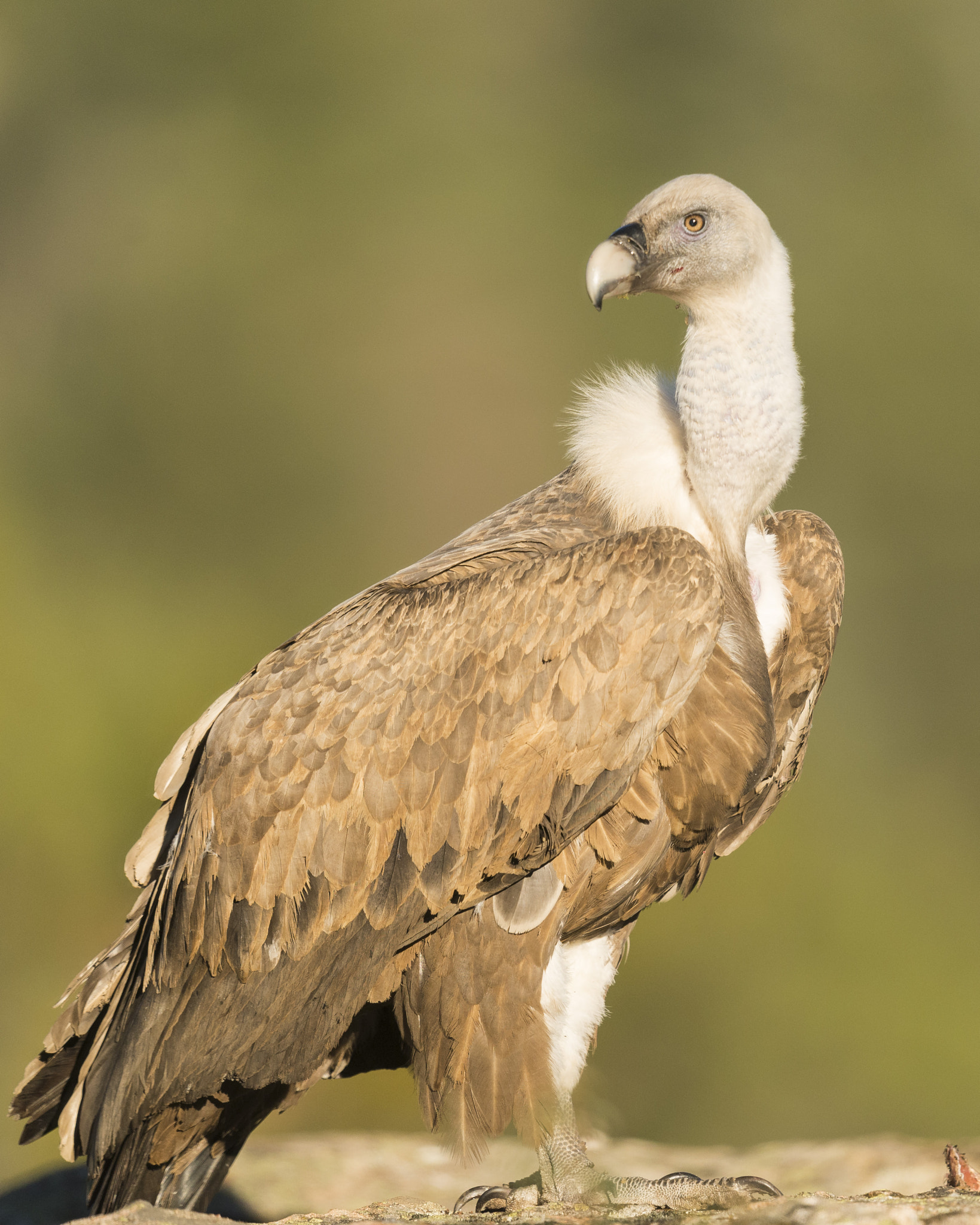 Nikon D610 + Nikon AF-S Nikkor 600mm F4G ED VR sample photo. Buitre leonado gups fulvus photography